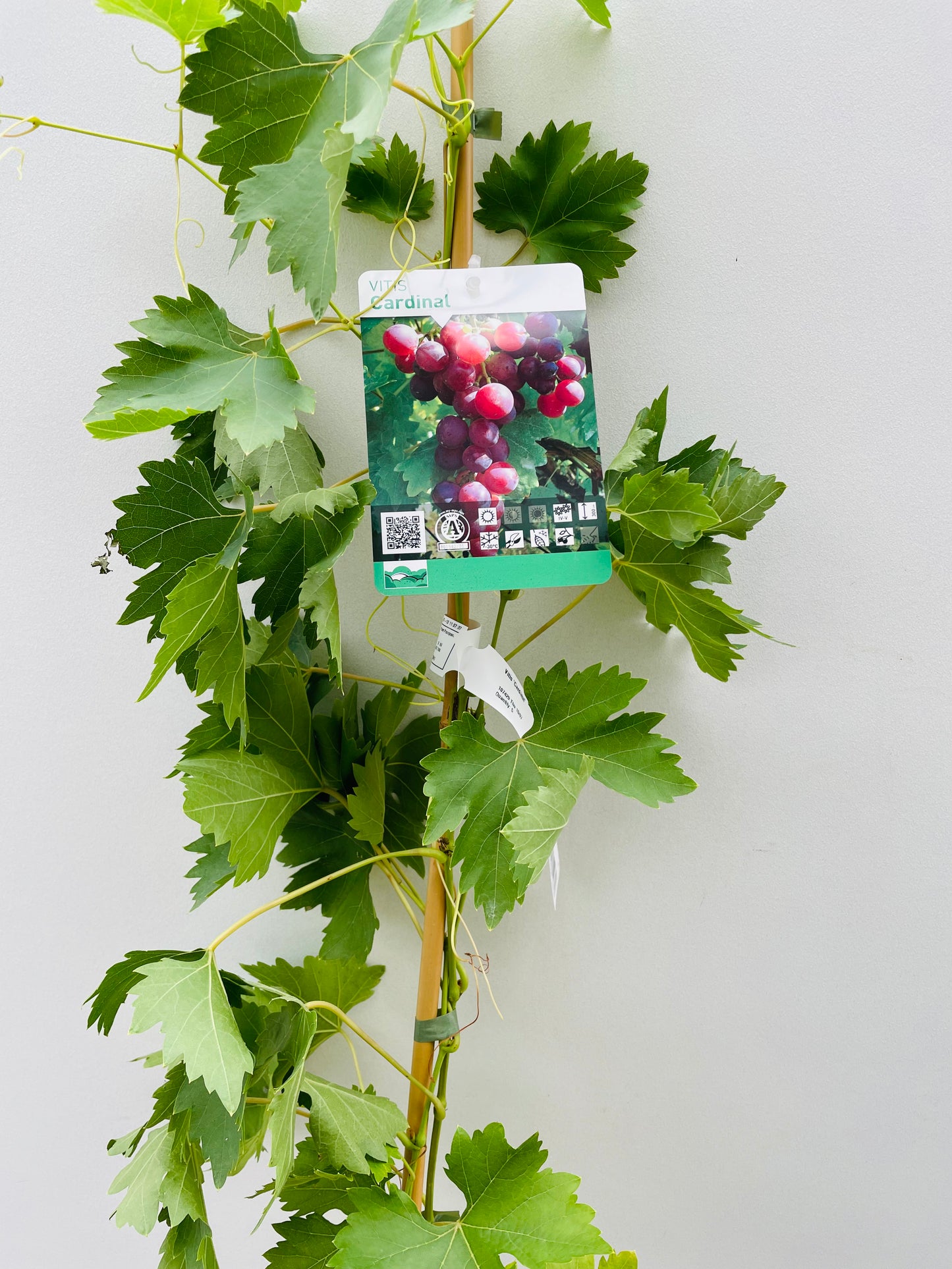 Bilde av Vitis ‘Cardinal’-Spanne Plantesalg