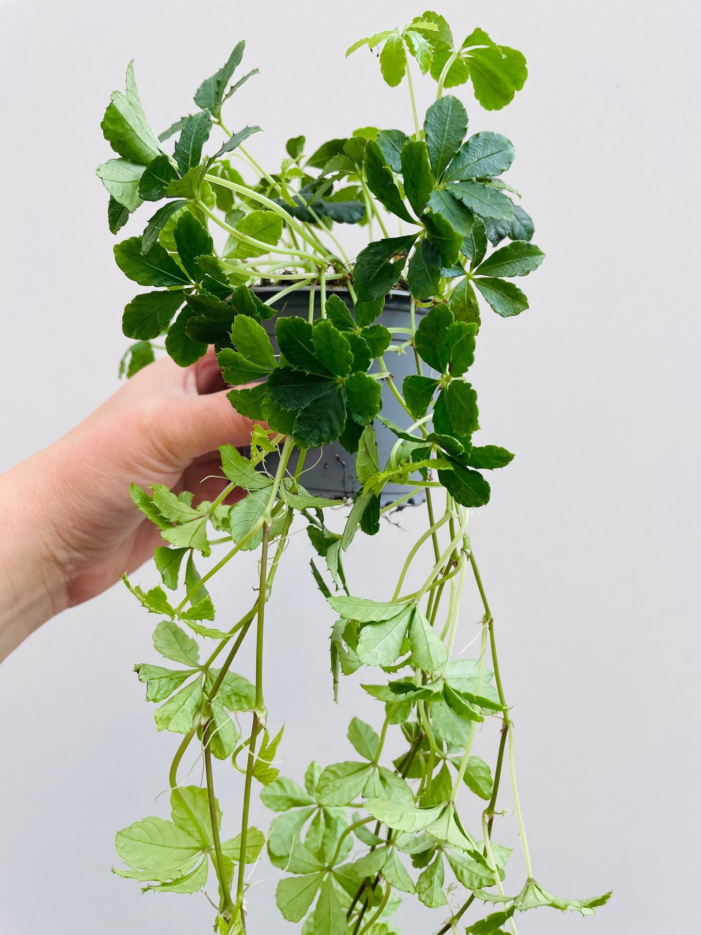 Cissus striata