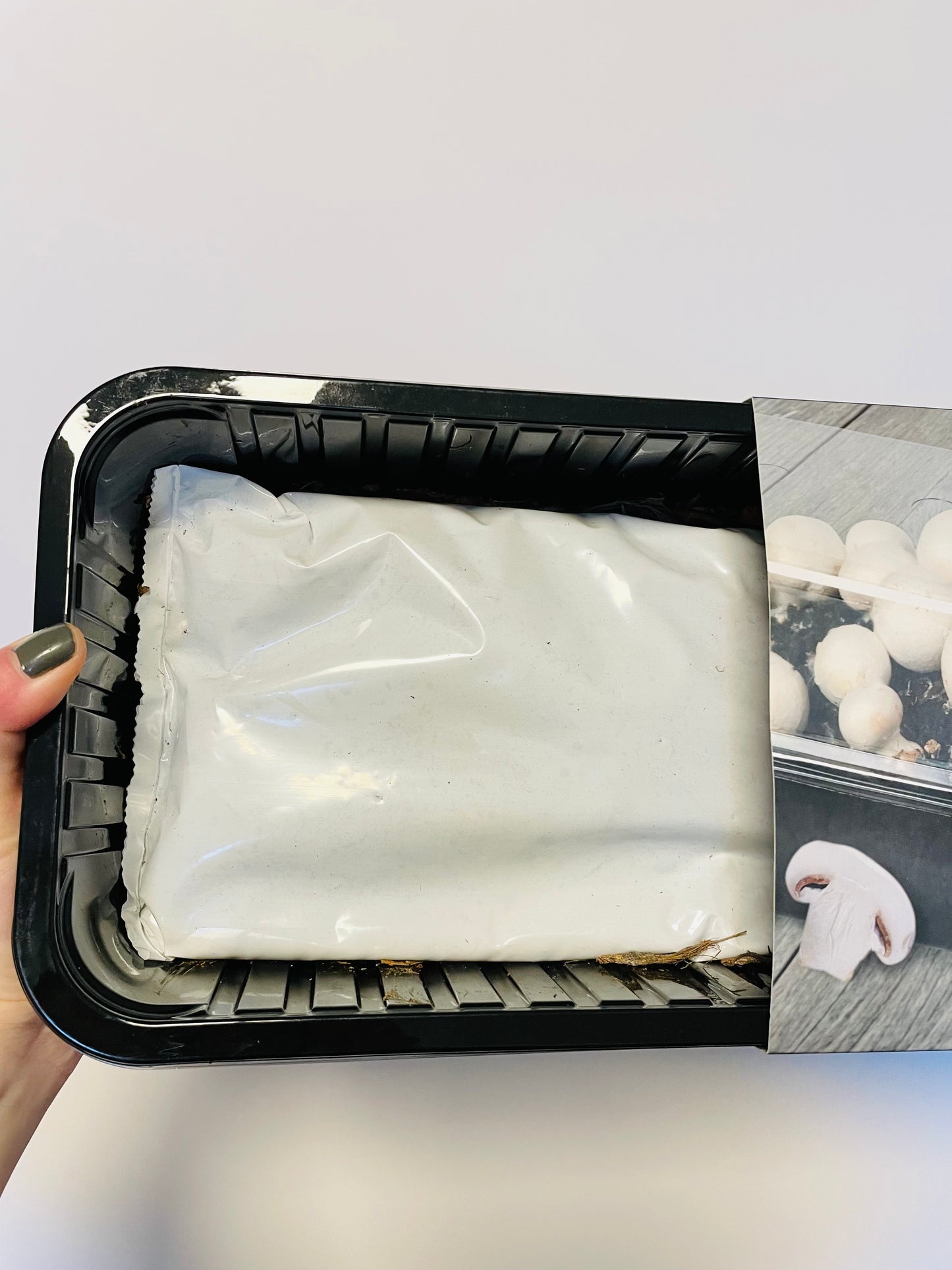 Bilde av Mushroom grow set-Spanne Plantesalg