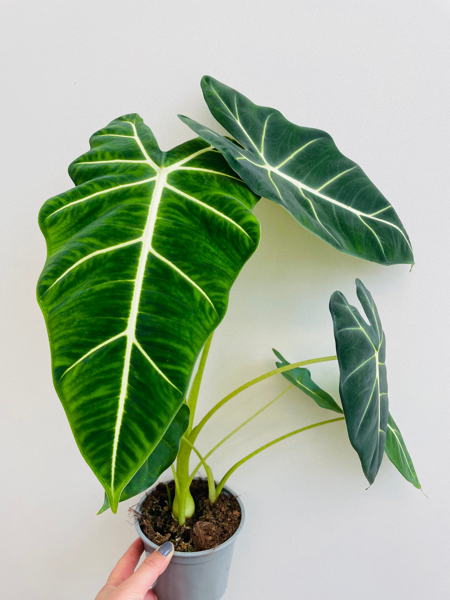 Bilde av Alocasia ‘Frydek’-Spanne Plantesalg