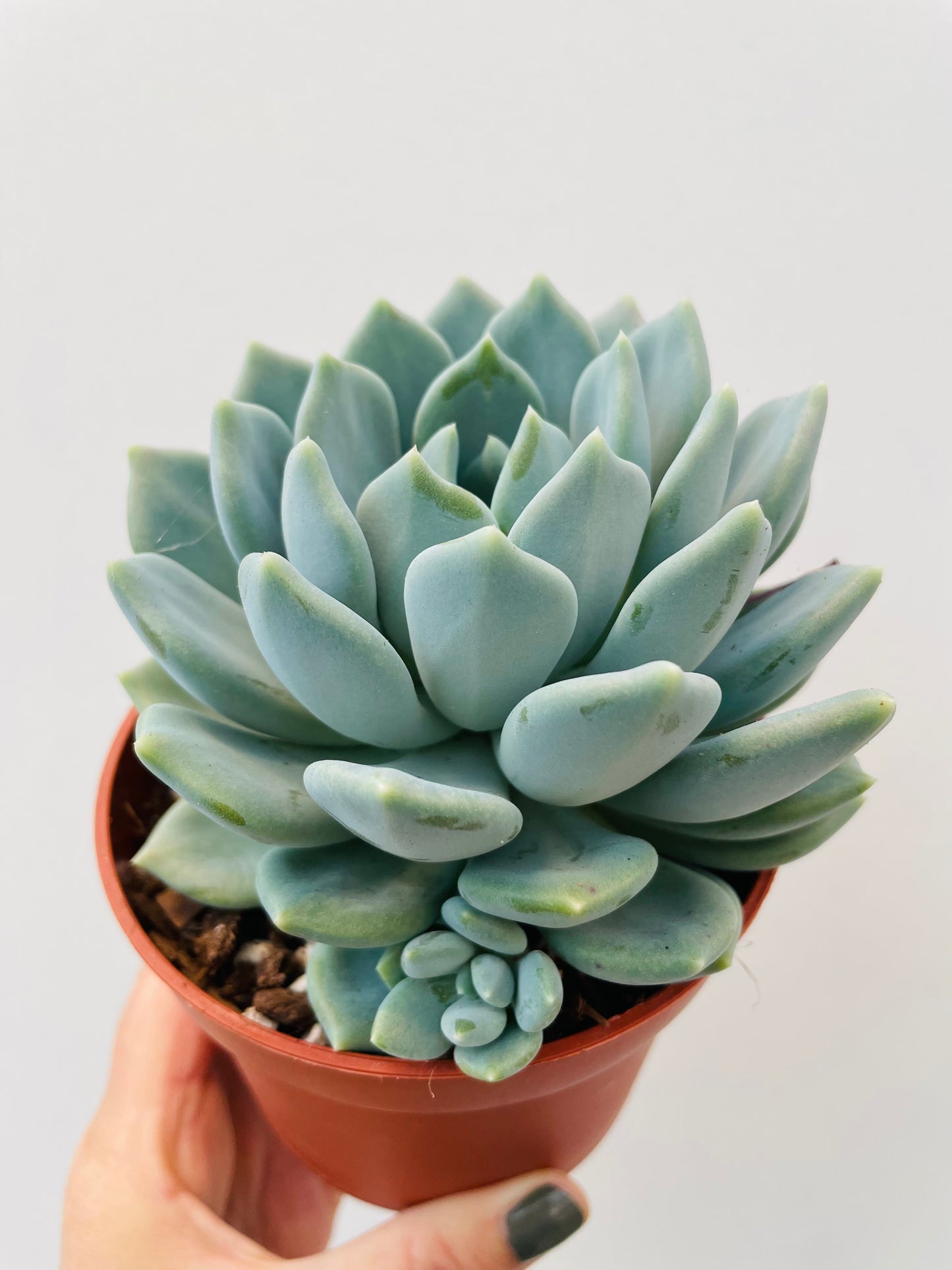 Pachyphytum ‘Corvus’