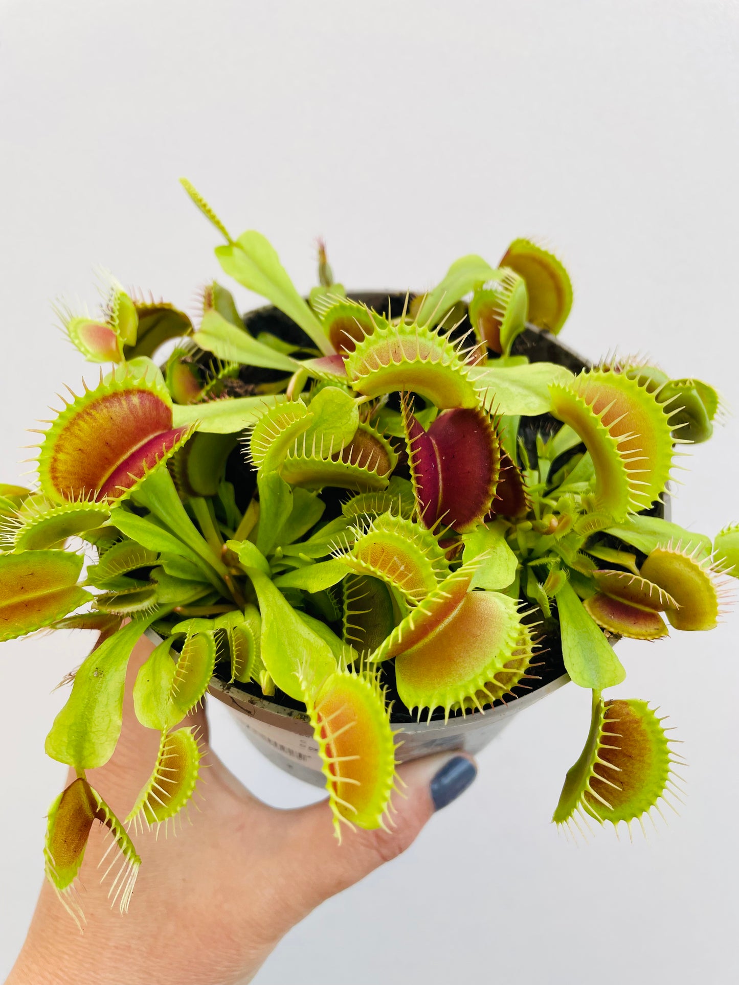 Bilde av Dionaea muscipula 12 cm potte-Spanne Plantesalg