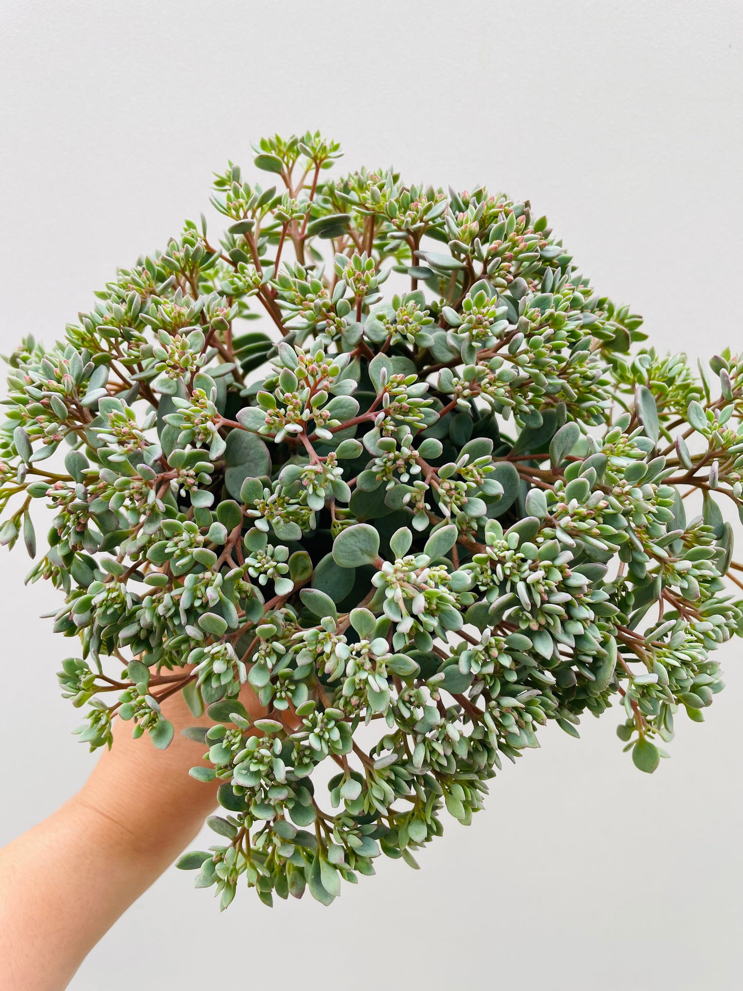 Bilde av Sedum cauticola 'Pink'-Spanne Plantesalg
