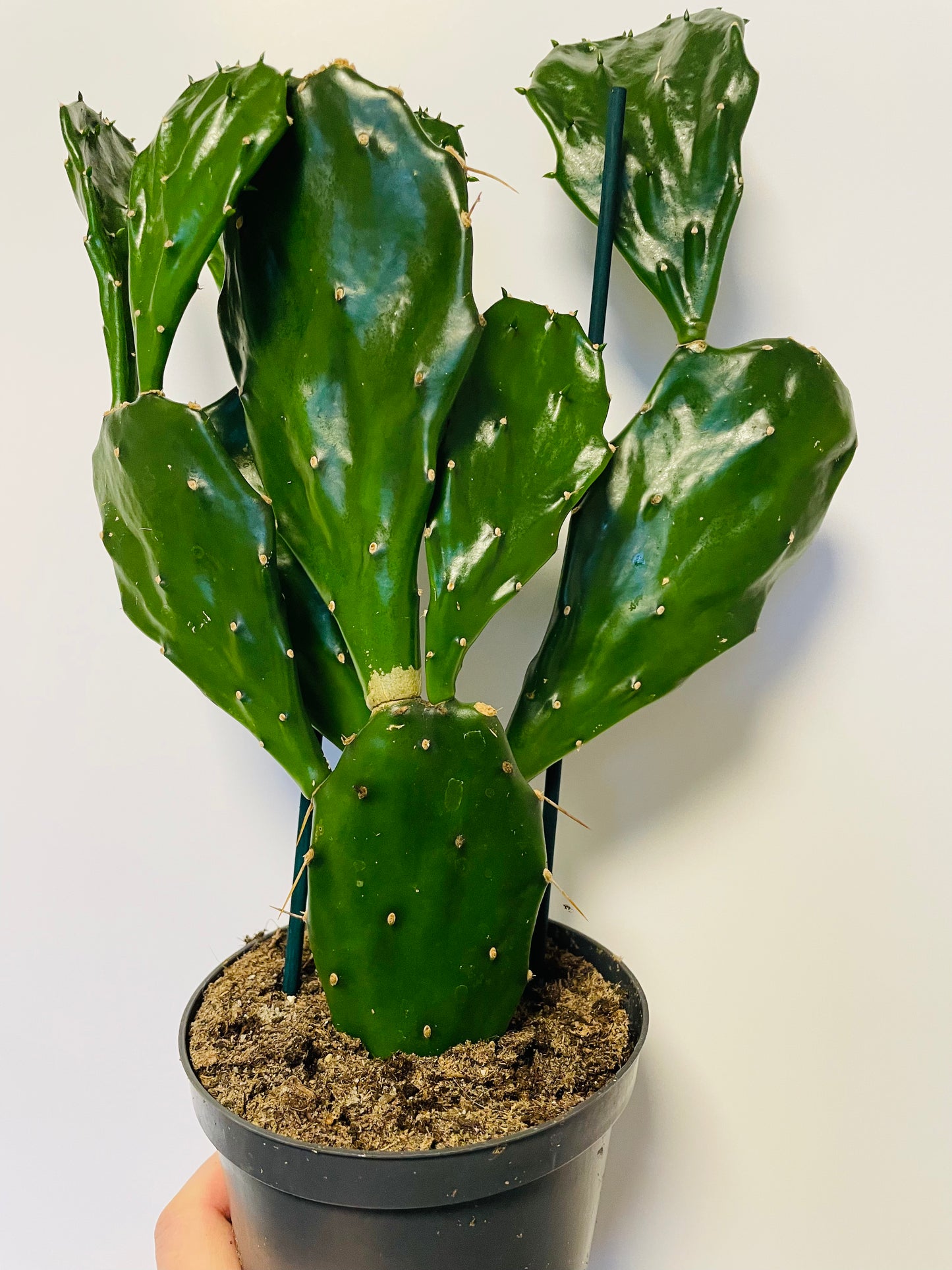 Bilde av Opuntia jamaicensis-Spanne Plantesalg