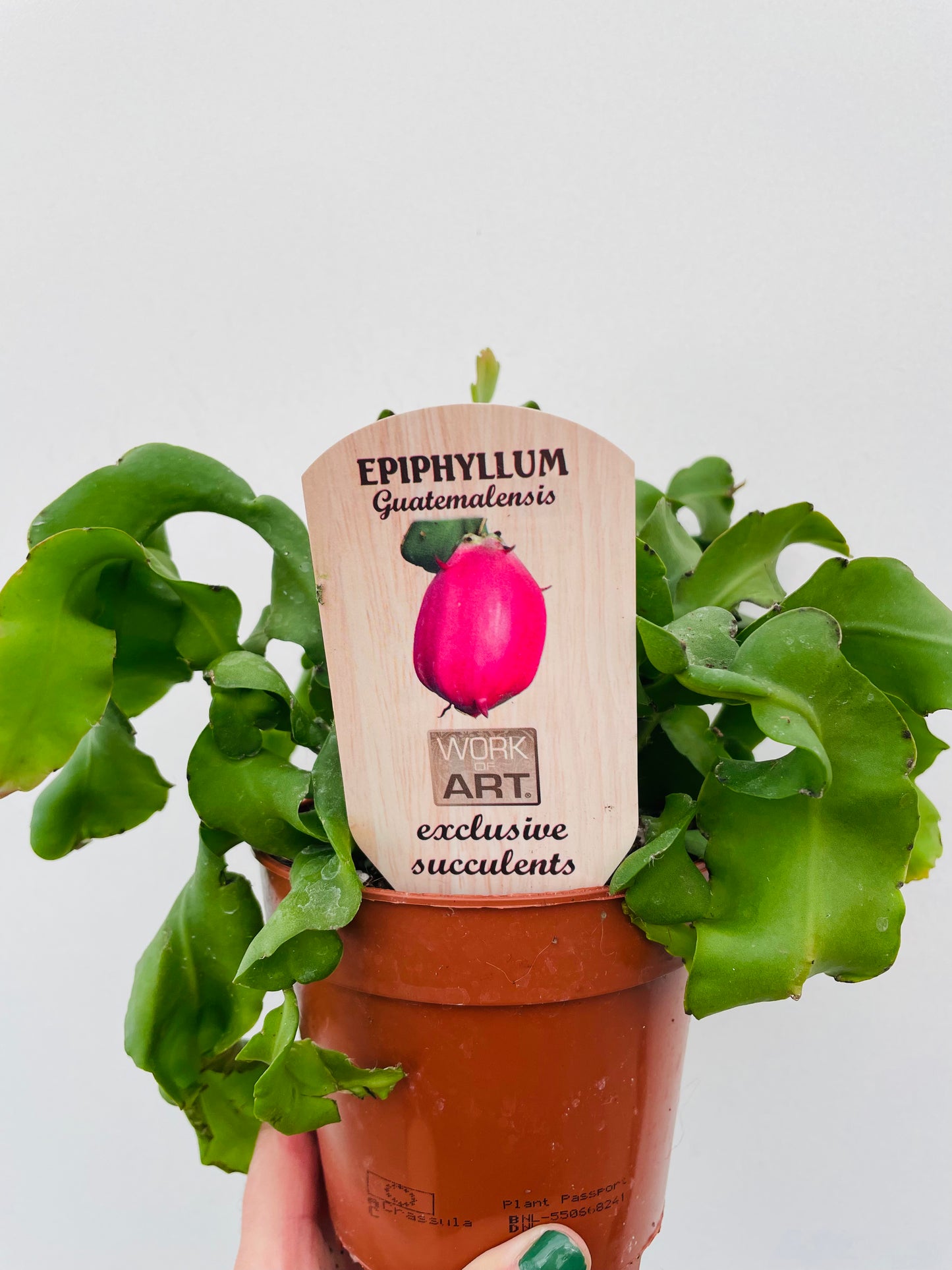 Epiphyllum guatemalense f. monstrose