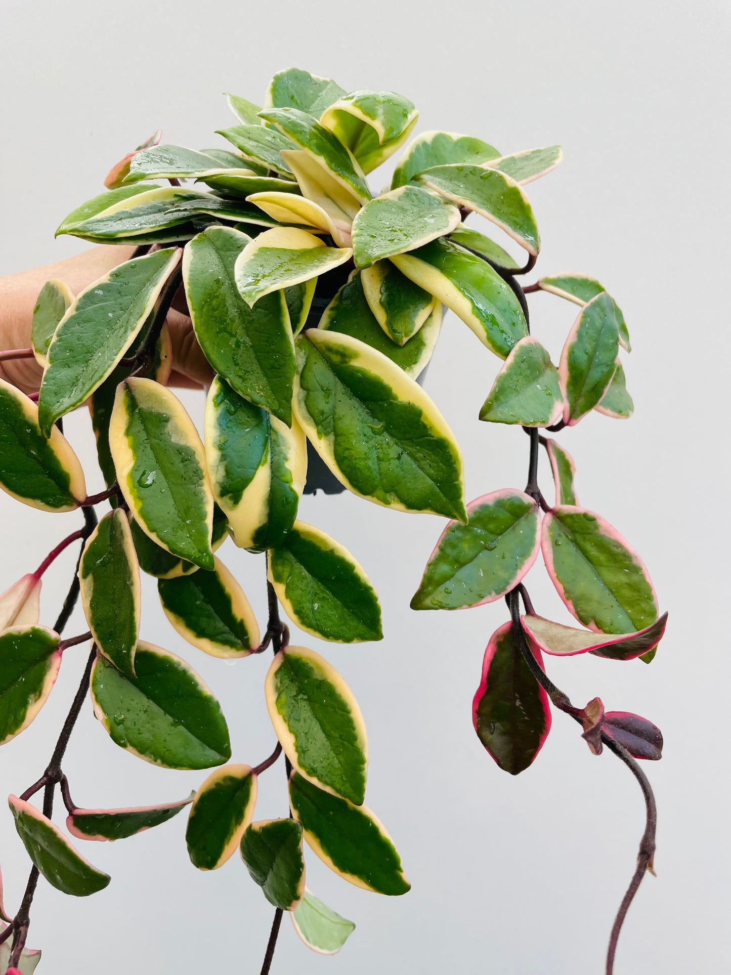 Bilde av Hoya carnosa ‘Krimson Queen’-Spanne Plantesalg