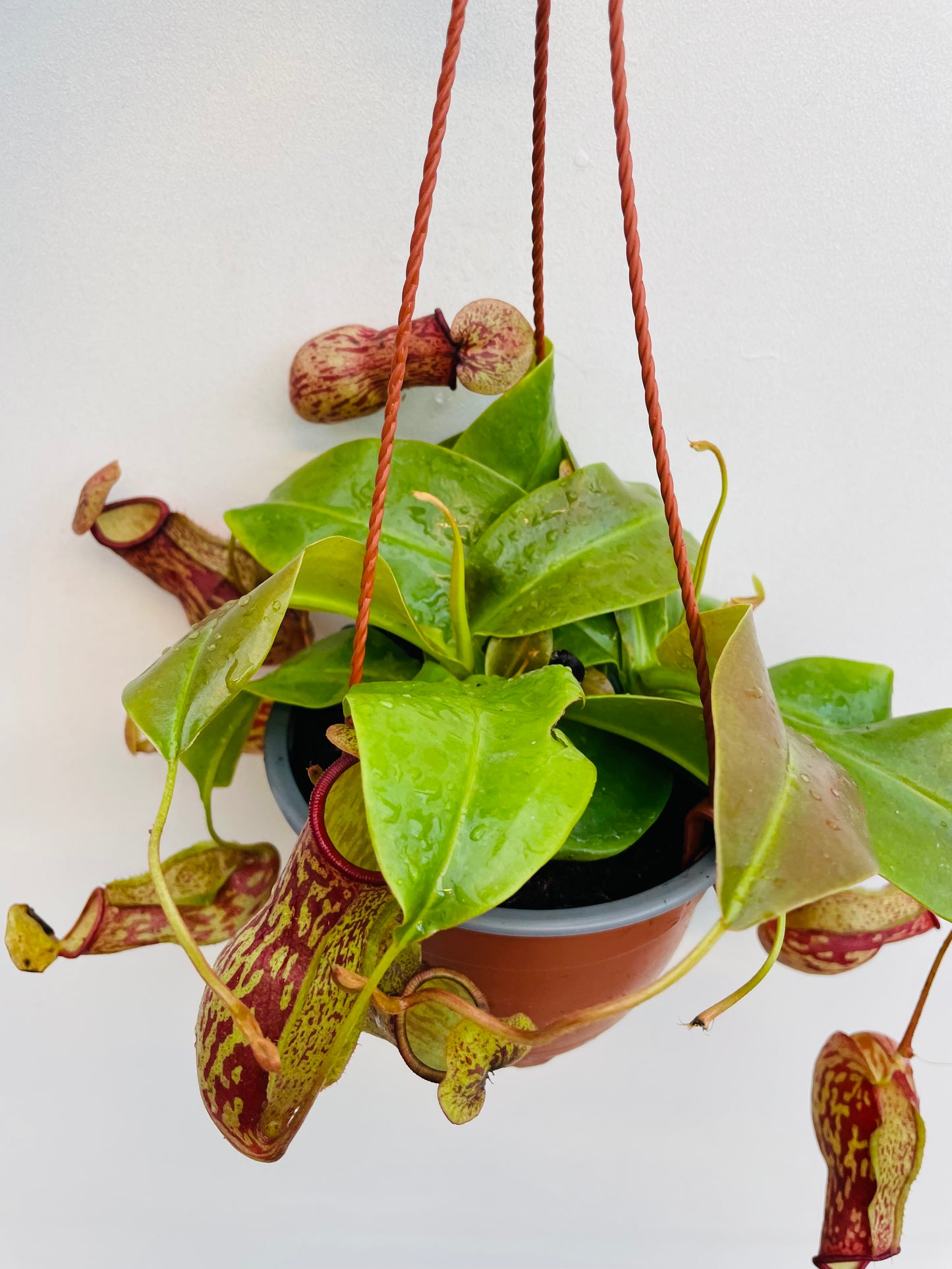 Bilde av Nepenthes ‘Gaya’-Spanne Plantesalg