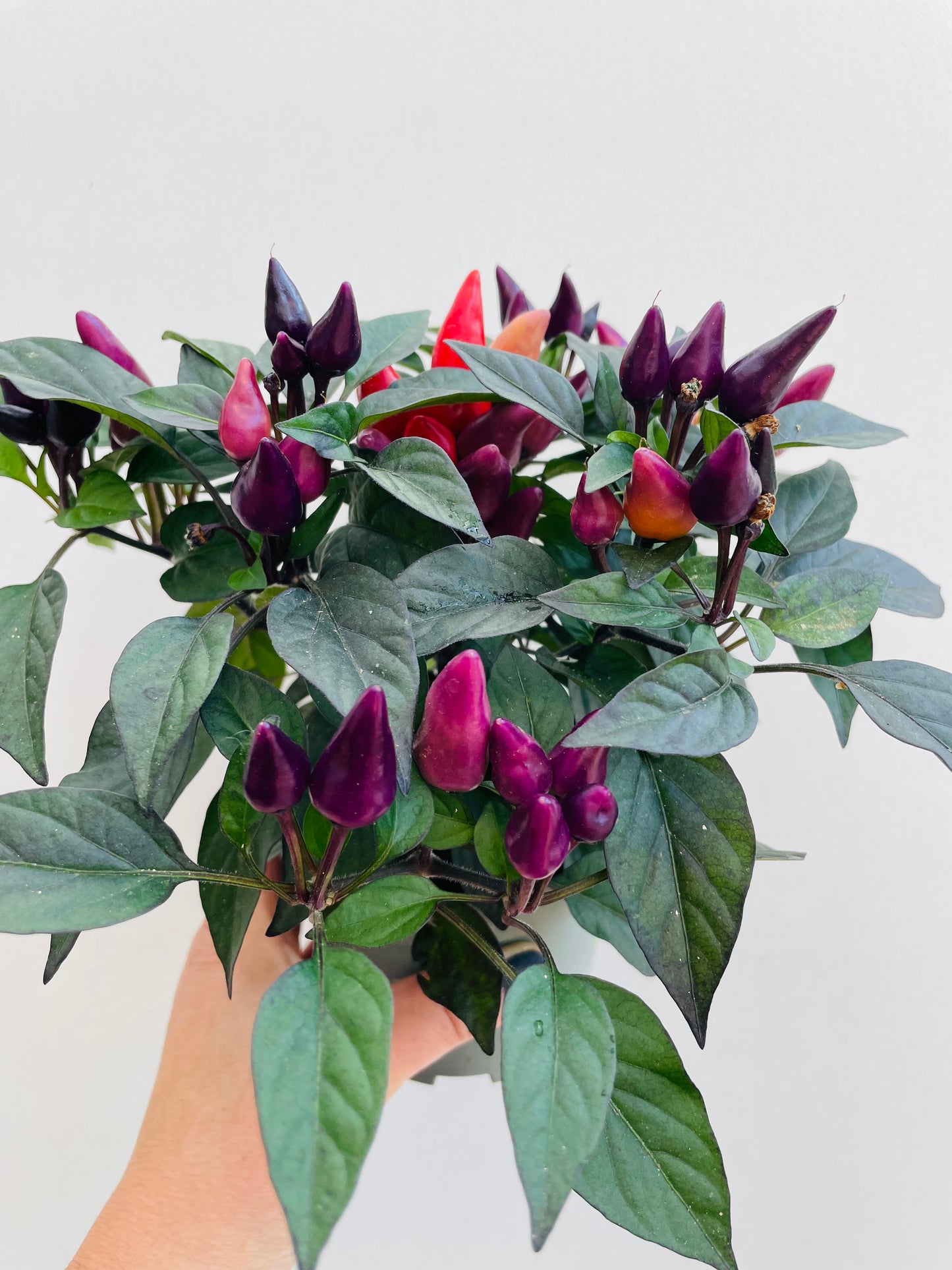 Bilde av Capsicum ‘Maya Fuego’-Spanne Plantesalg