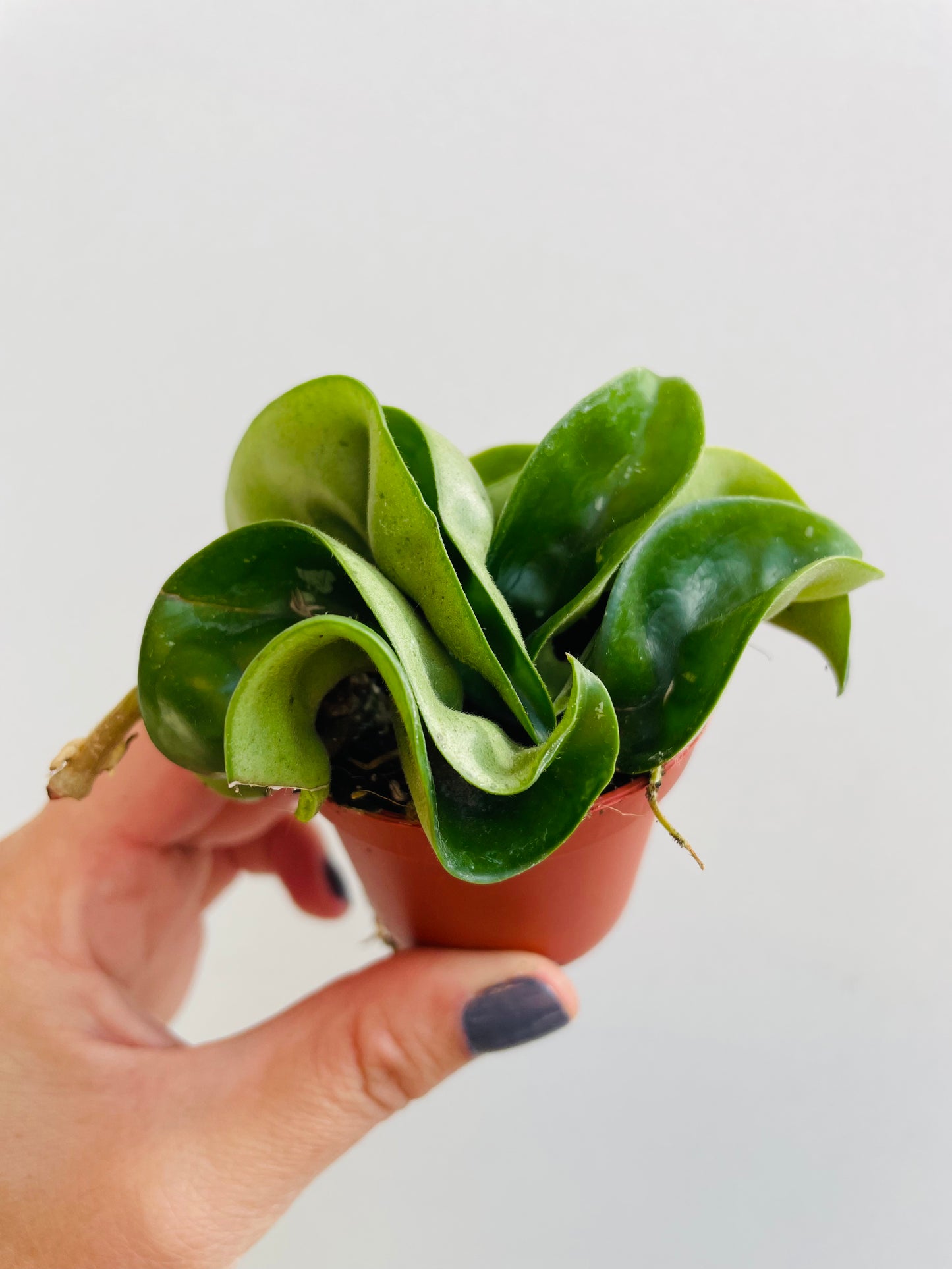 Bilde av Hoya car. ‘Compacta’-Spanne Plantesalg