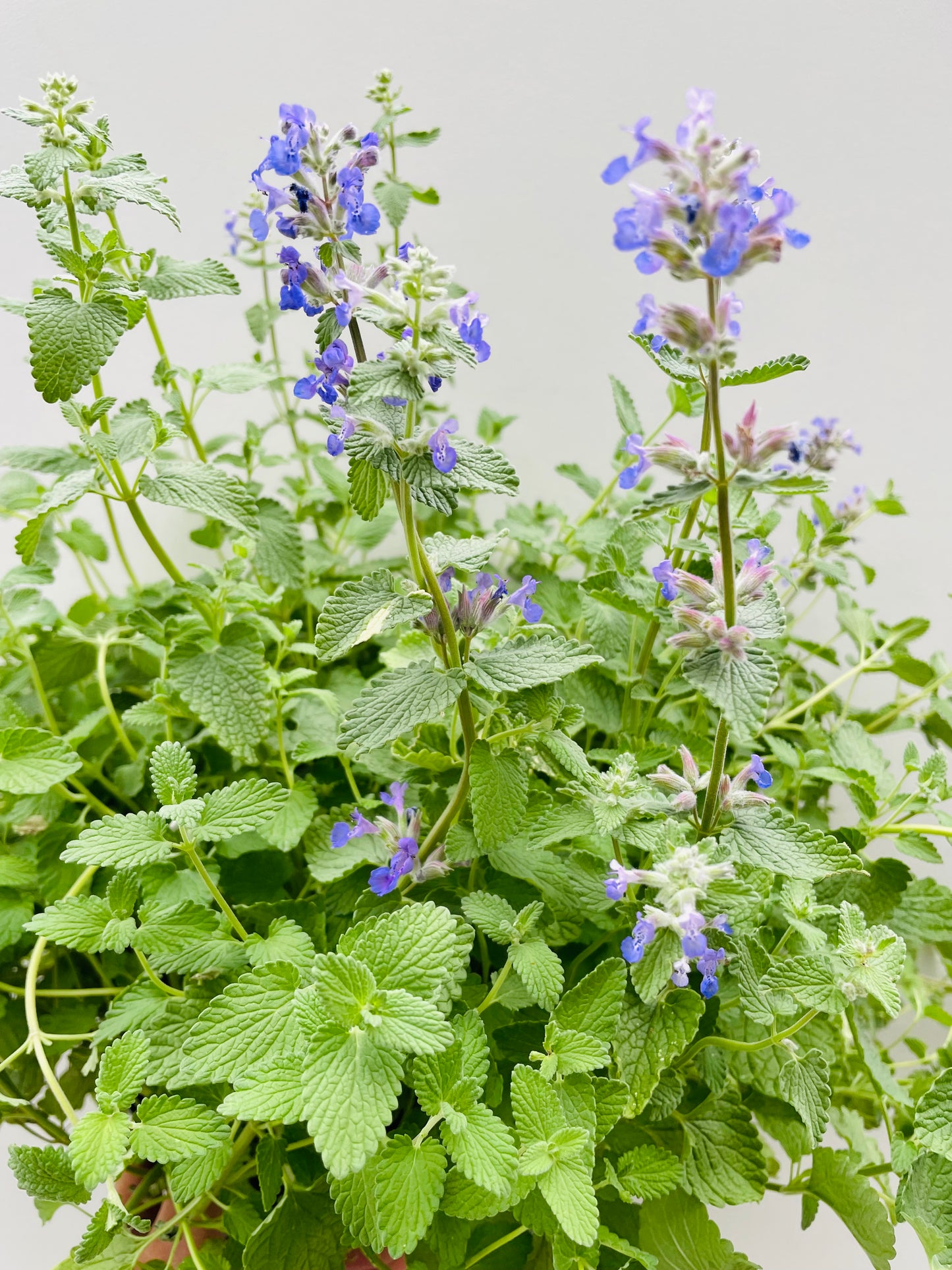 Bilde av Nepeta x faassenii-Spanne Plantesalg