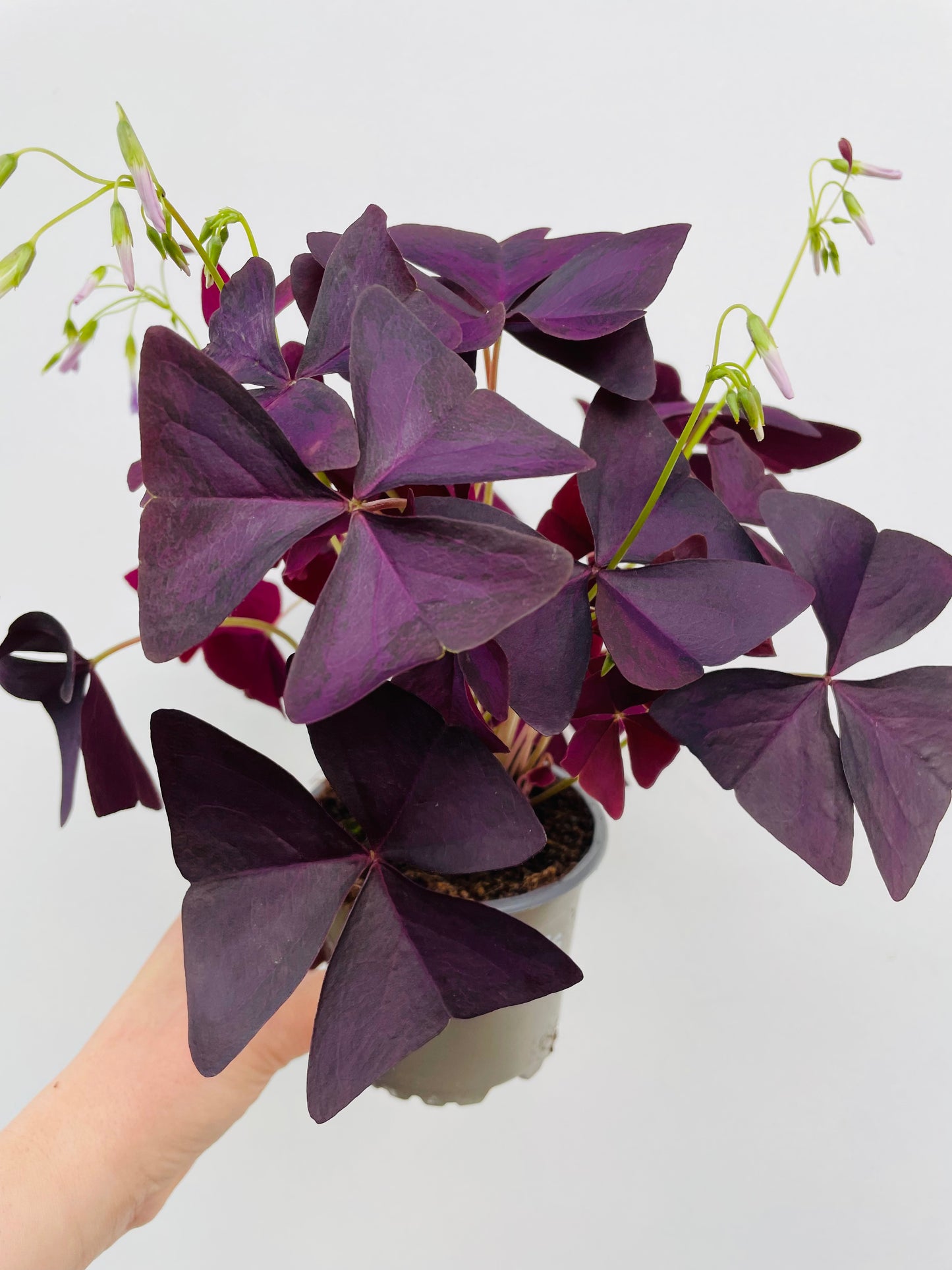 Bilde av Oxalis triangularis-Spanne Plantesalg