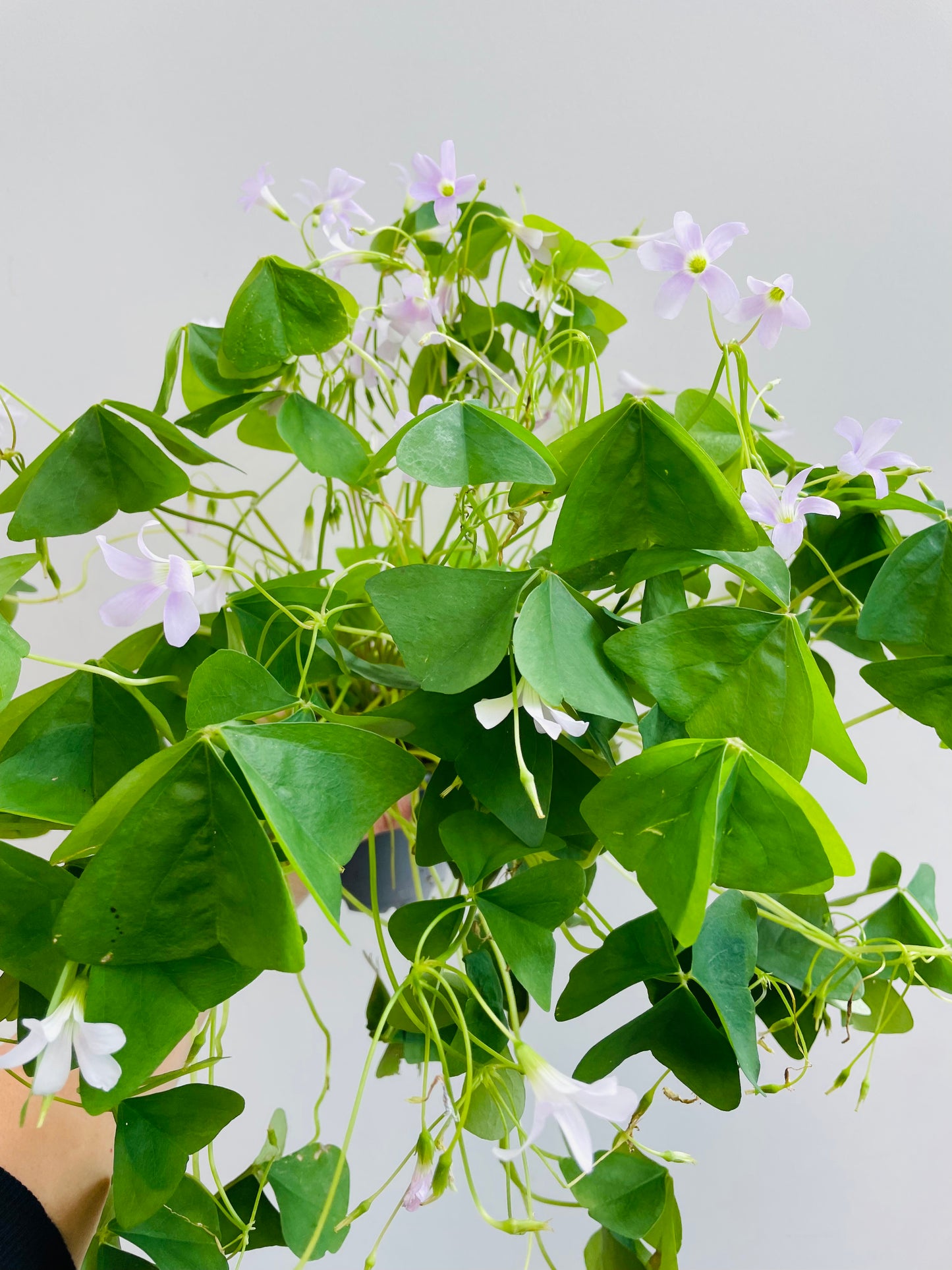 Bilde av Oxalis regnelii-Spanne Plantesalg