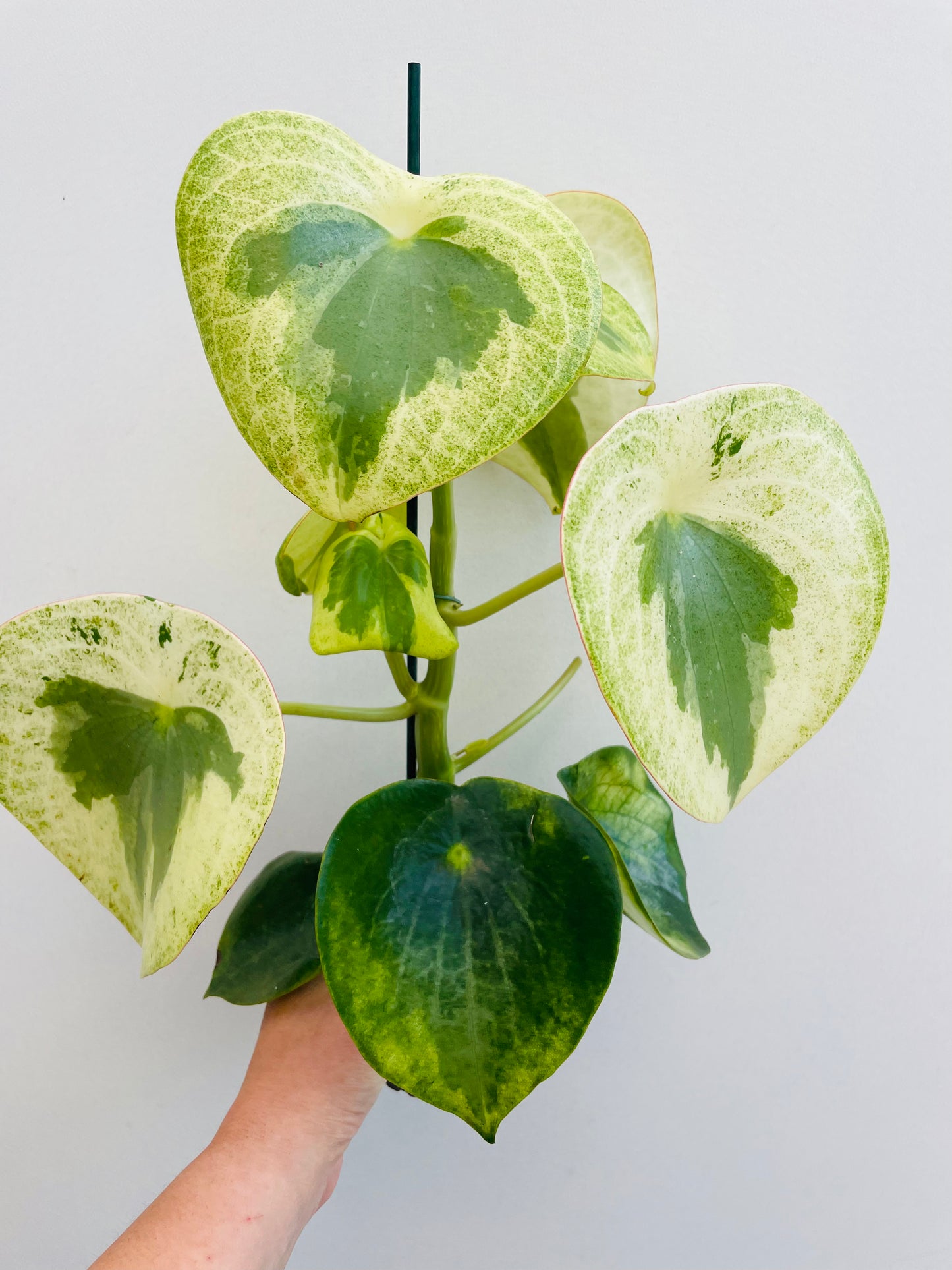 Bilde av Peperomia ‘Raindrop’ variegata-Spanne Plantesalg