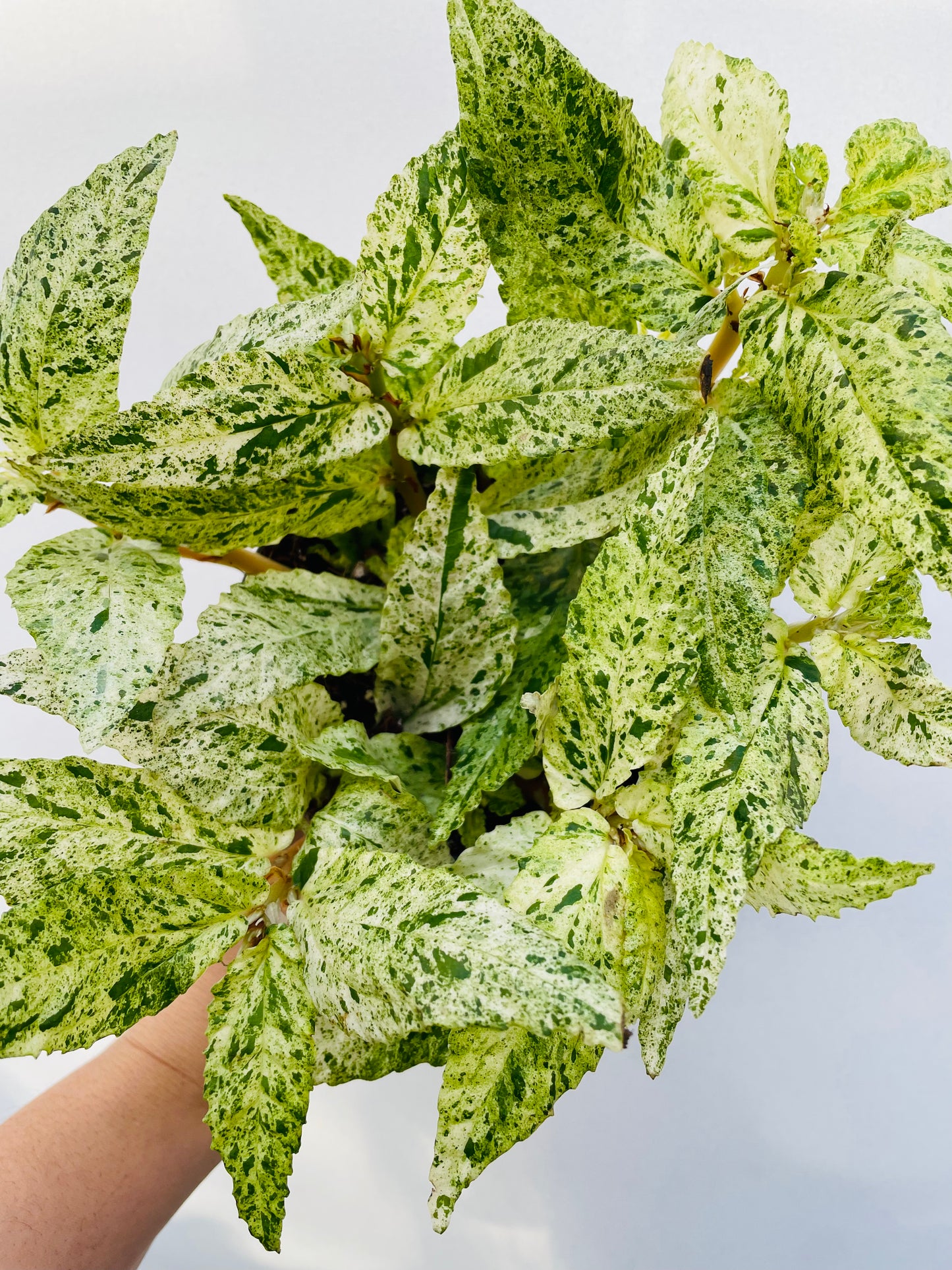 Pellionia repens variegata