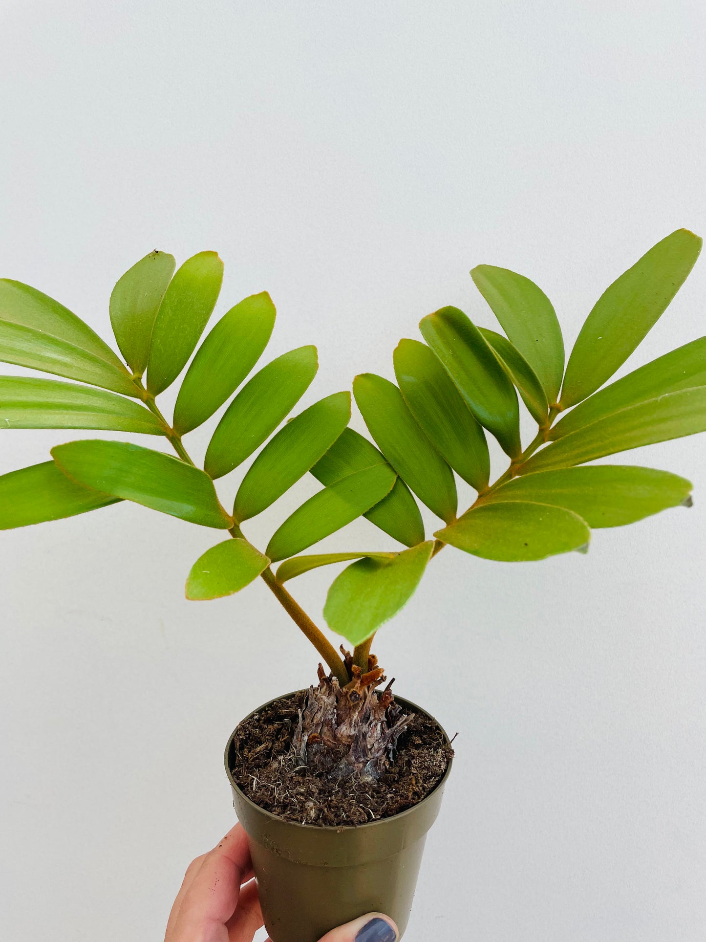 Bilde av Zamia furfuracea-Spanne Plantesalg