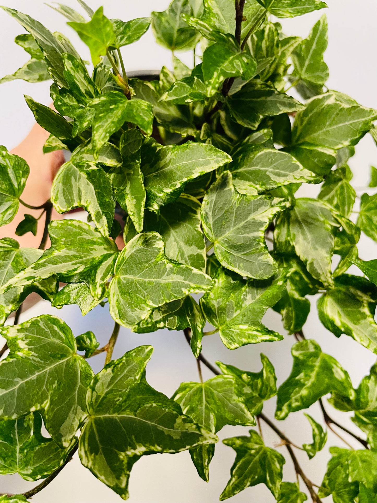 Bilde av Hedera helix ‘Broget’-Spanne Plantesalg