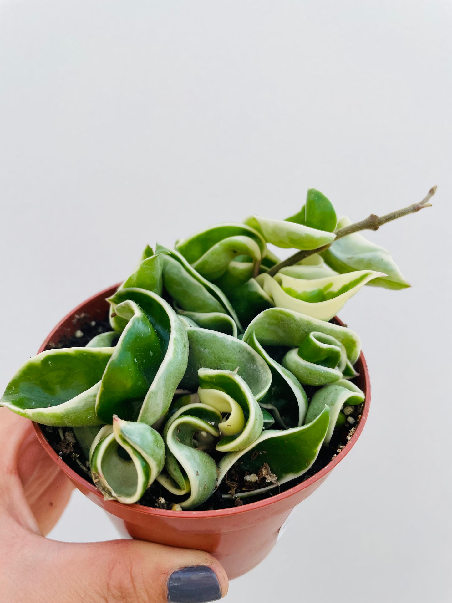 Bilde av Hoya car. ‘Compacta variegata’-Spanne Plantesalg
