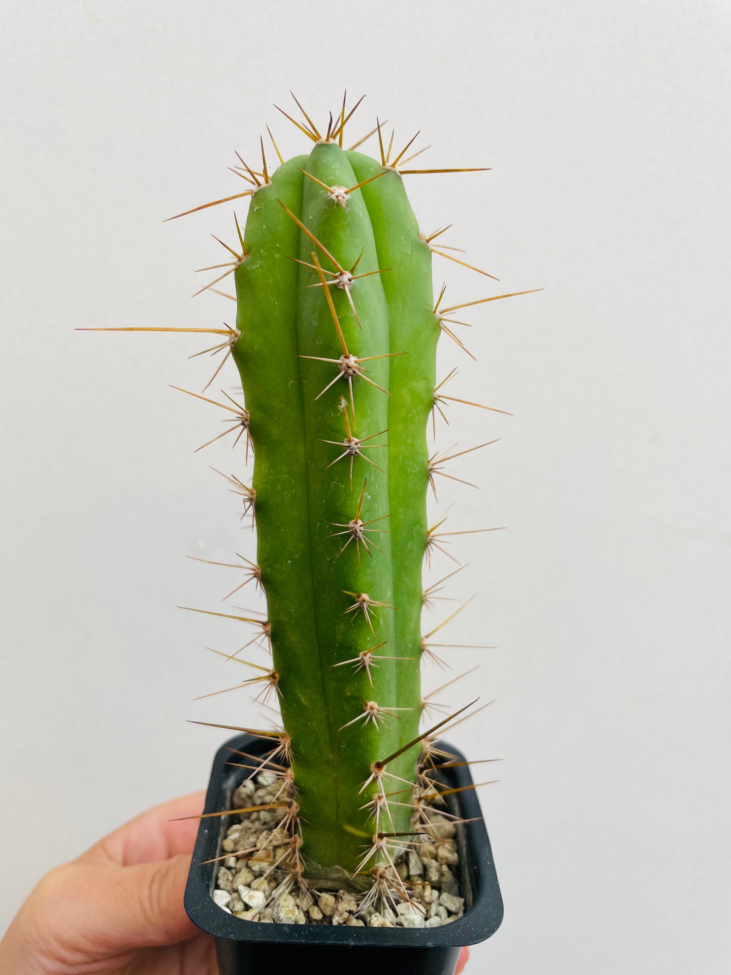 Bilde av Trichocereus sp. 2-Spanne Plantesalg
