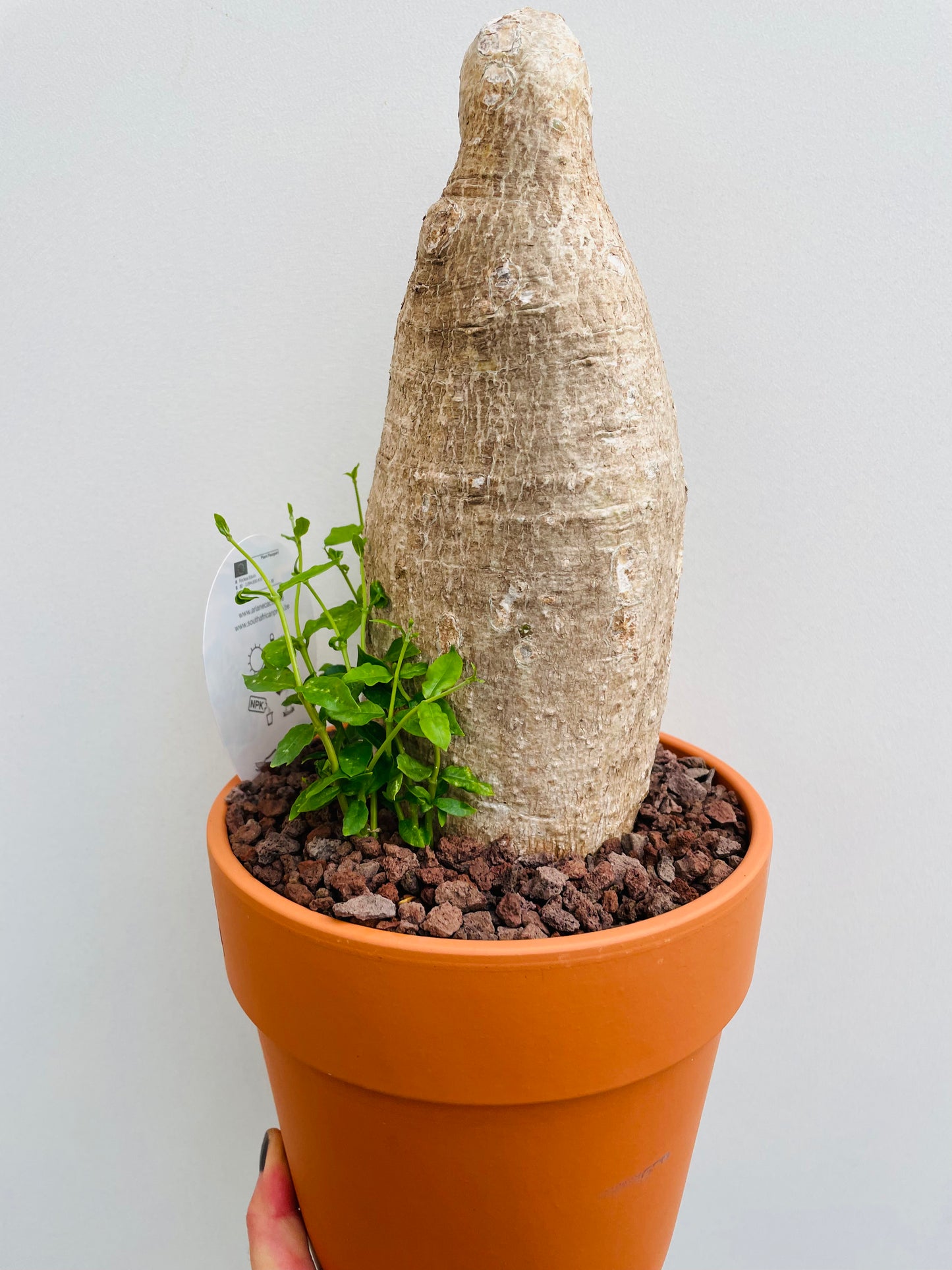 Bilde av Fockea edulis 1-Spanne Plantesalg