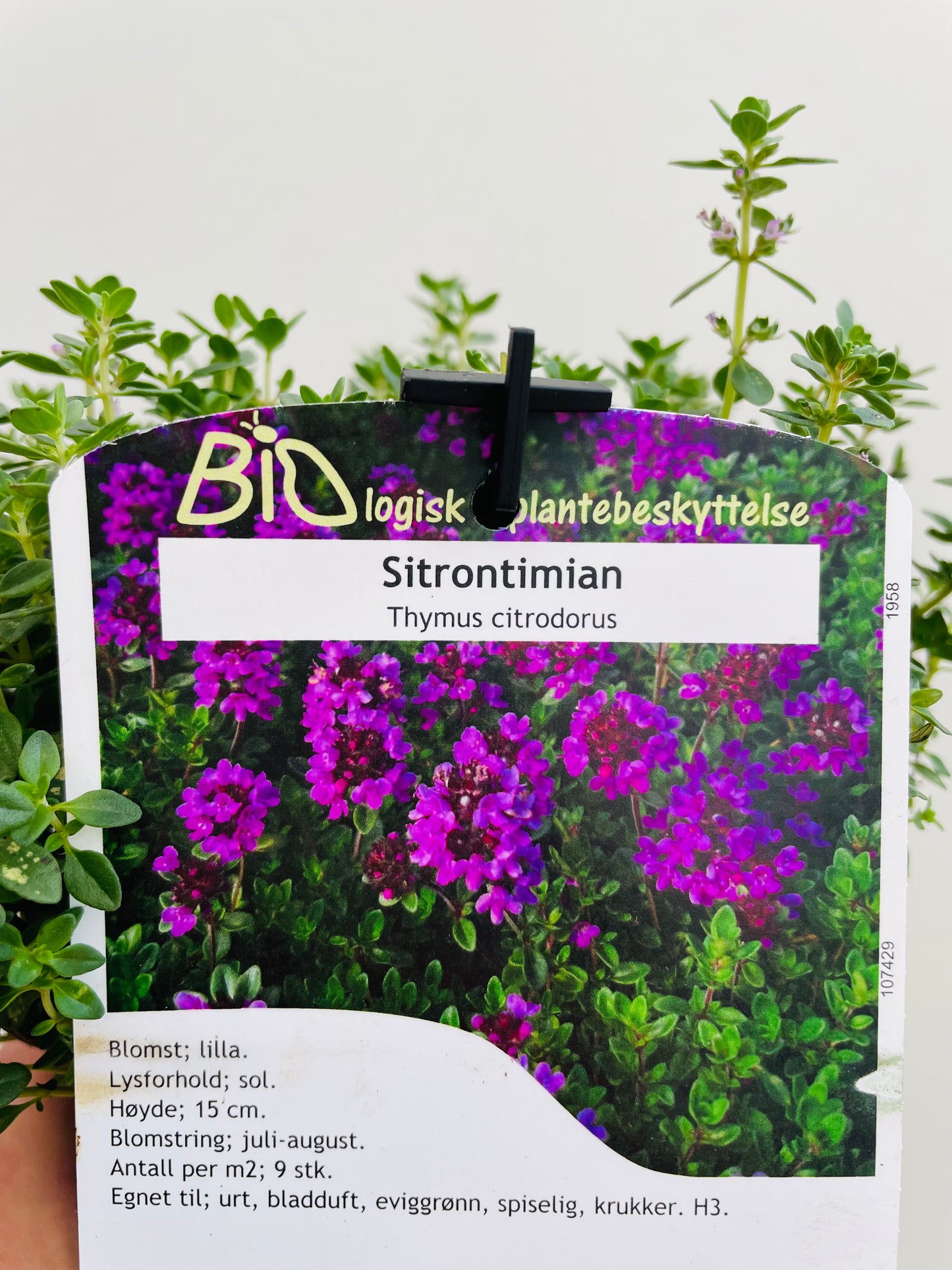 Bilde av Thymus citrodorus-Spanne Plantesalg