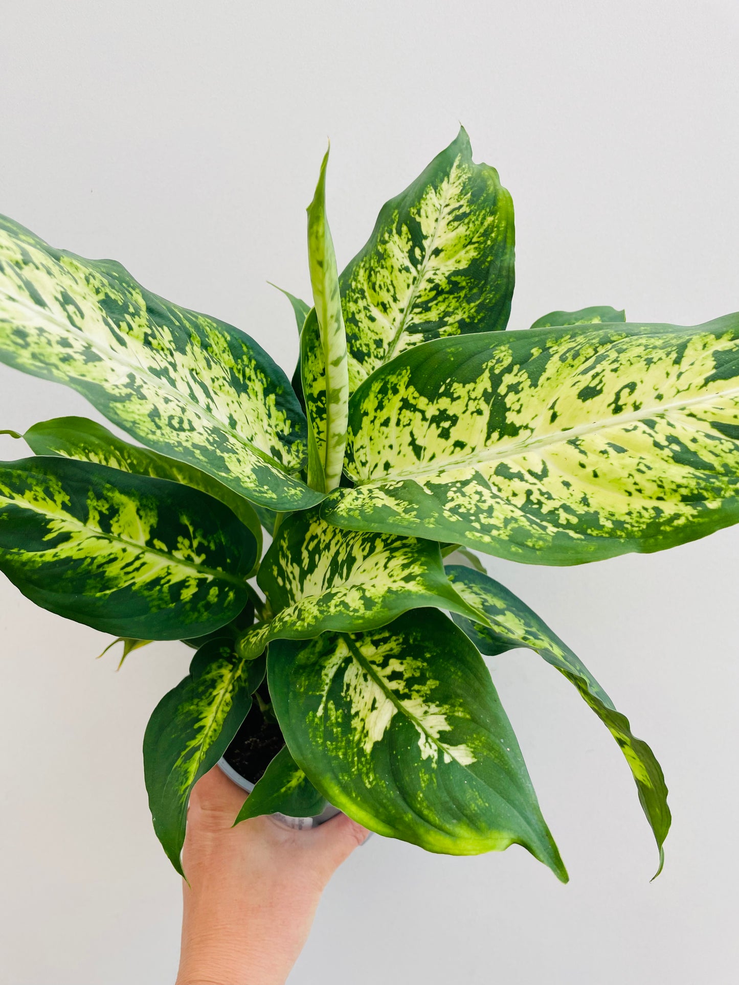 Bilde av Dieffenbachia maculata-Spanne Plantesalg