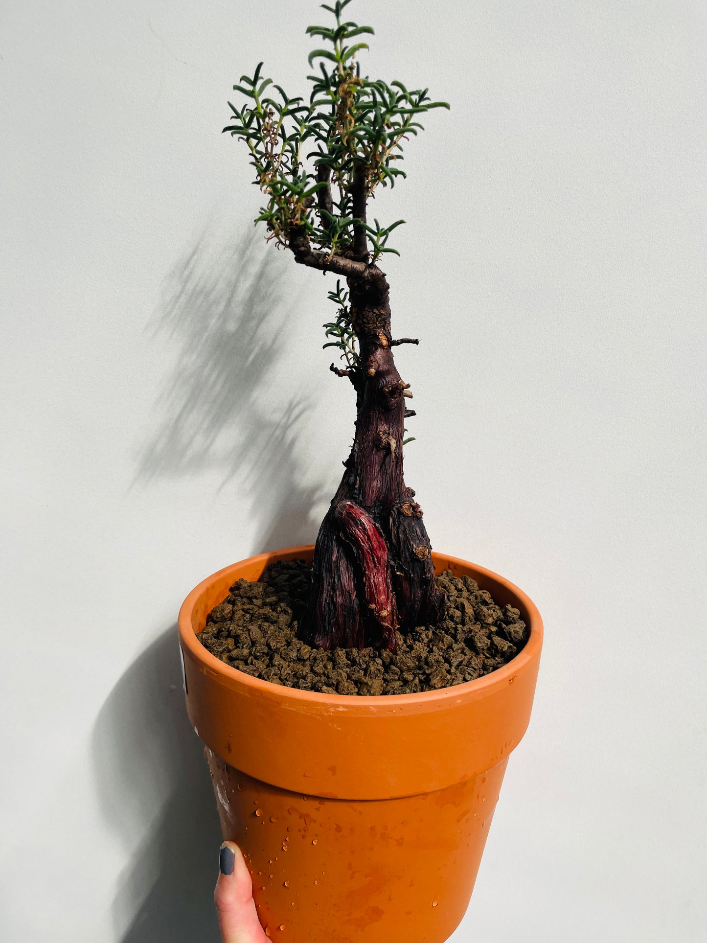Bilde av Mestoklema tuberosum-Spanne Plantesalg