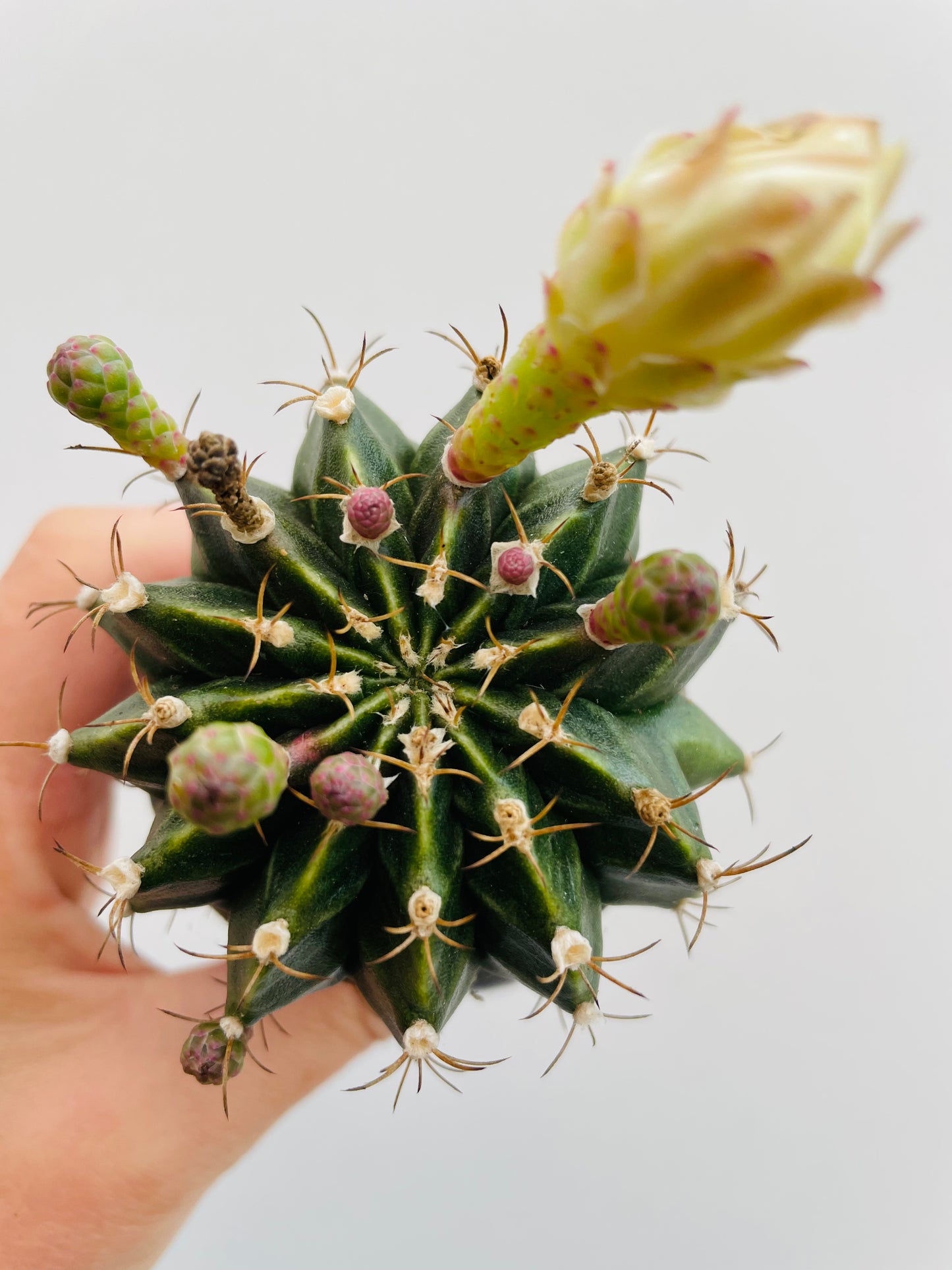 Bilde av Gymnocalycium mihanovichii-Spanne Plantesalg