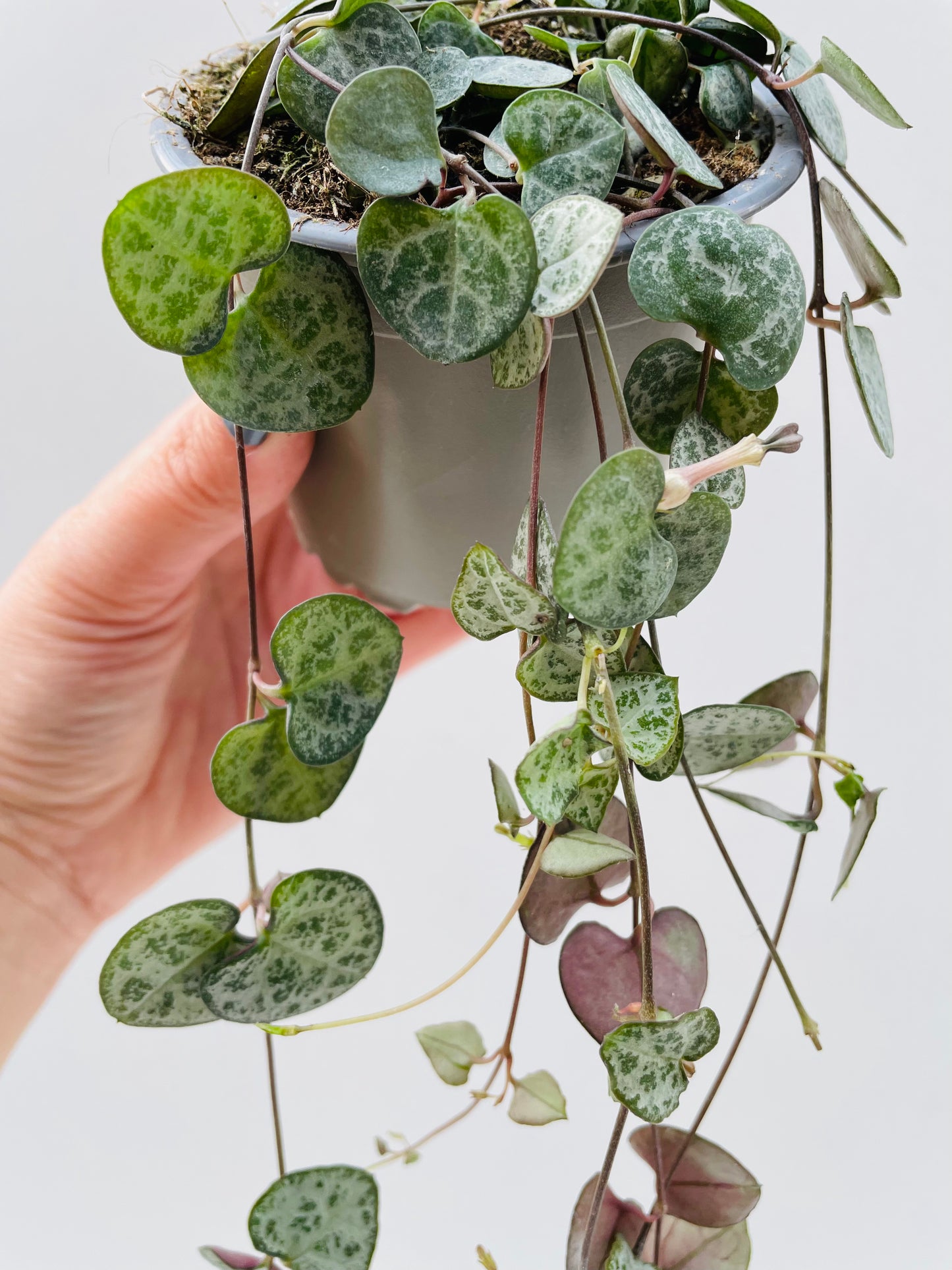 Ceropegia woodii, 8 cm potte