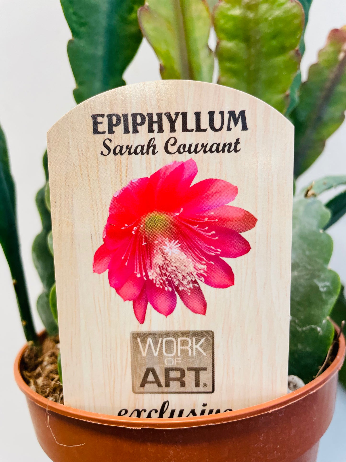 Epiphyllum ‘Sarah Courant’