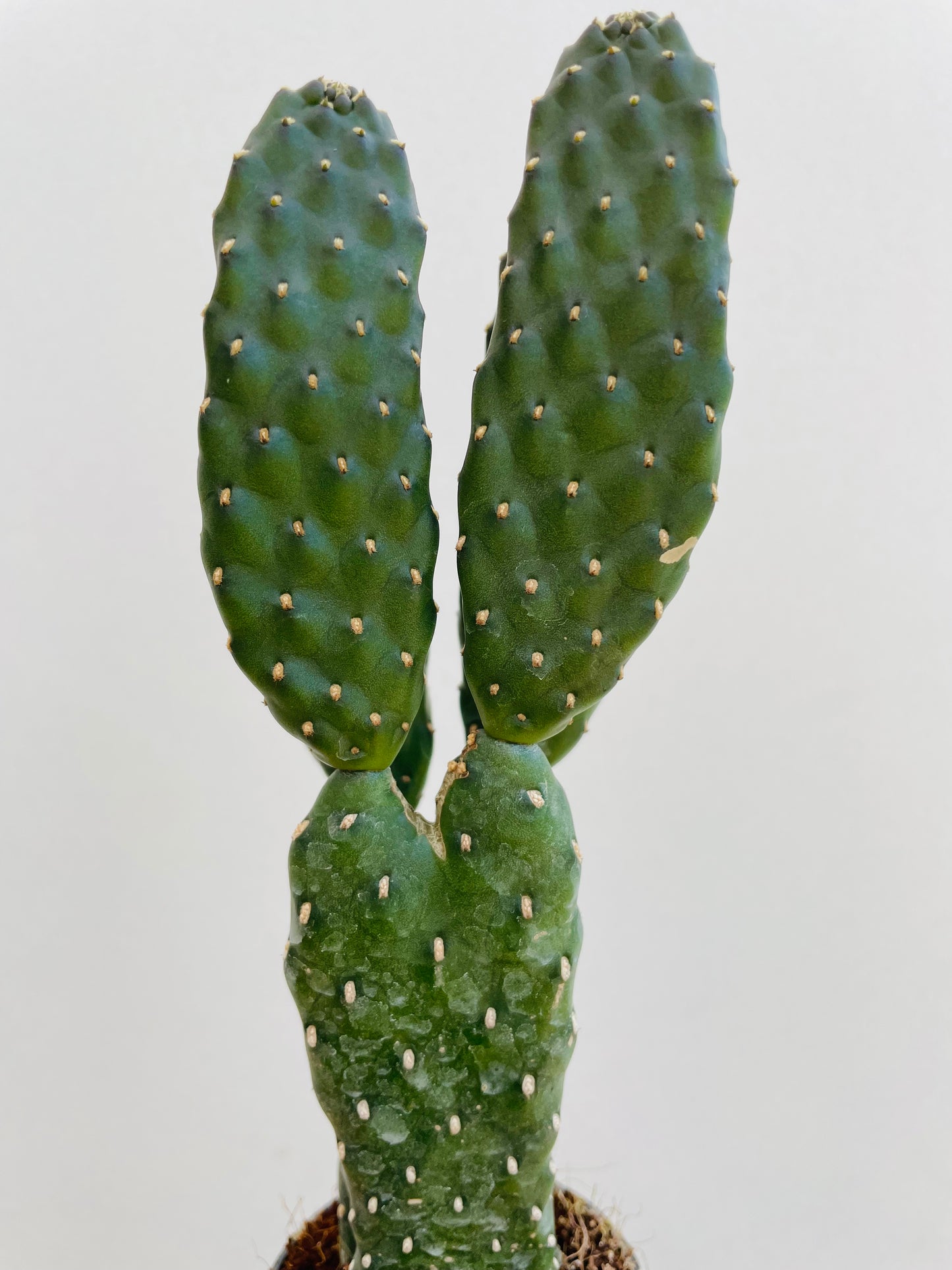 Bilde av Opuntia rubescens-Spanne Plantesalg