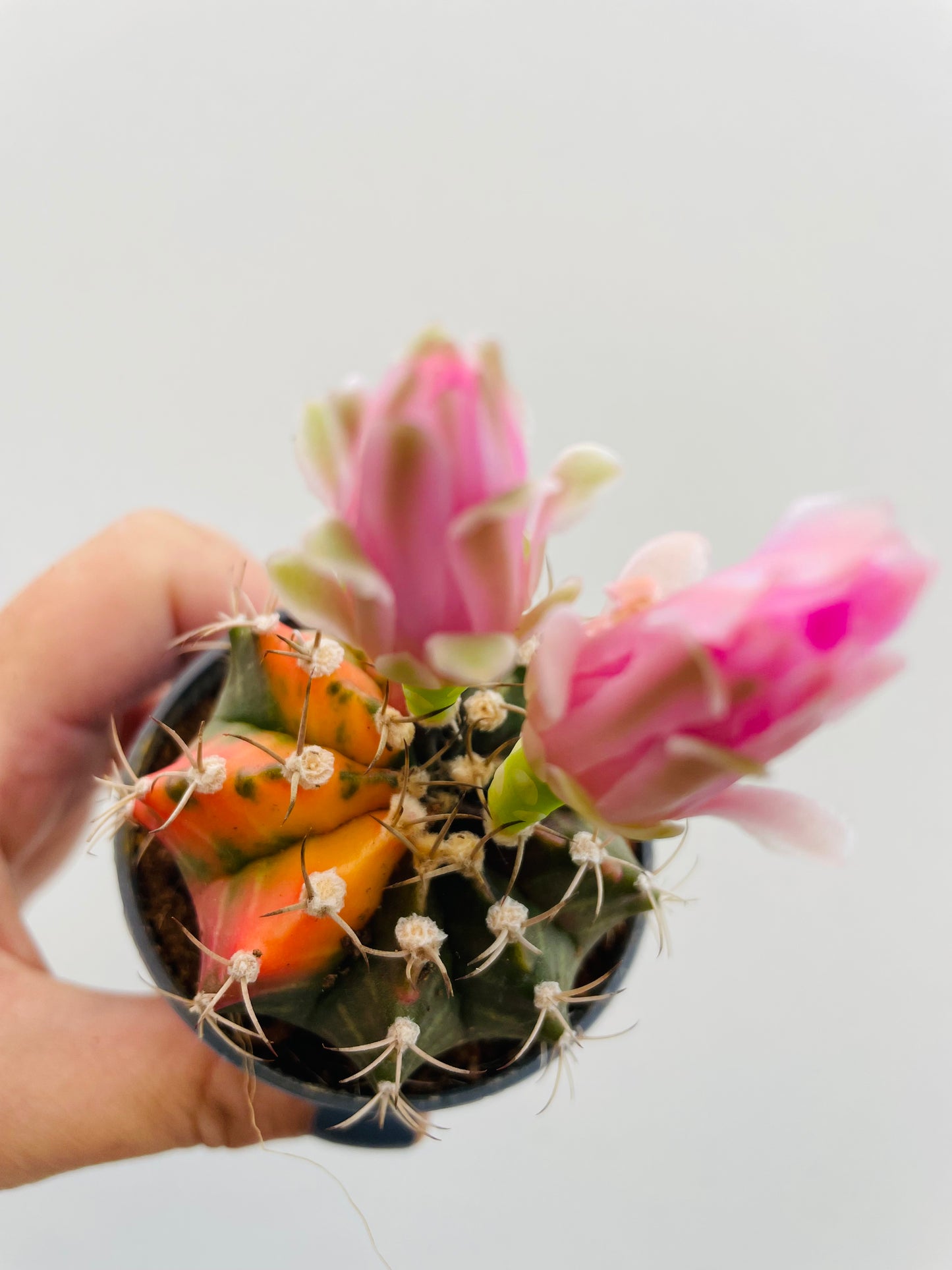 Bilde av Gymnocalycium mihanovichii variegata-Spanne Plantesalg