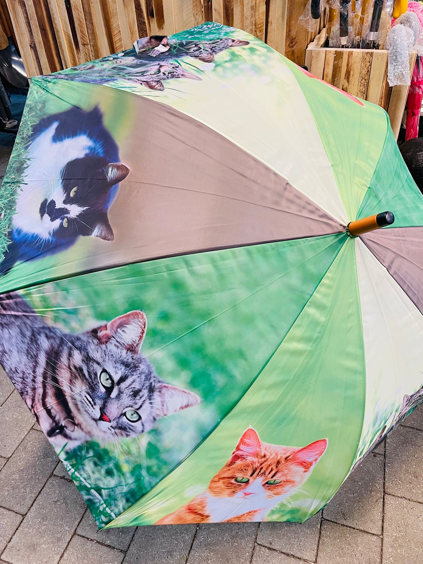 Bilde av Paraply katter-Spanne Plantesalg