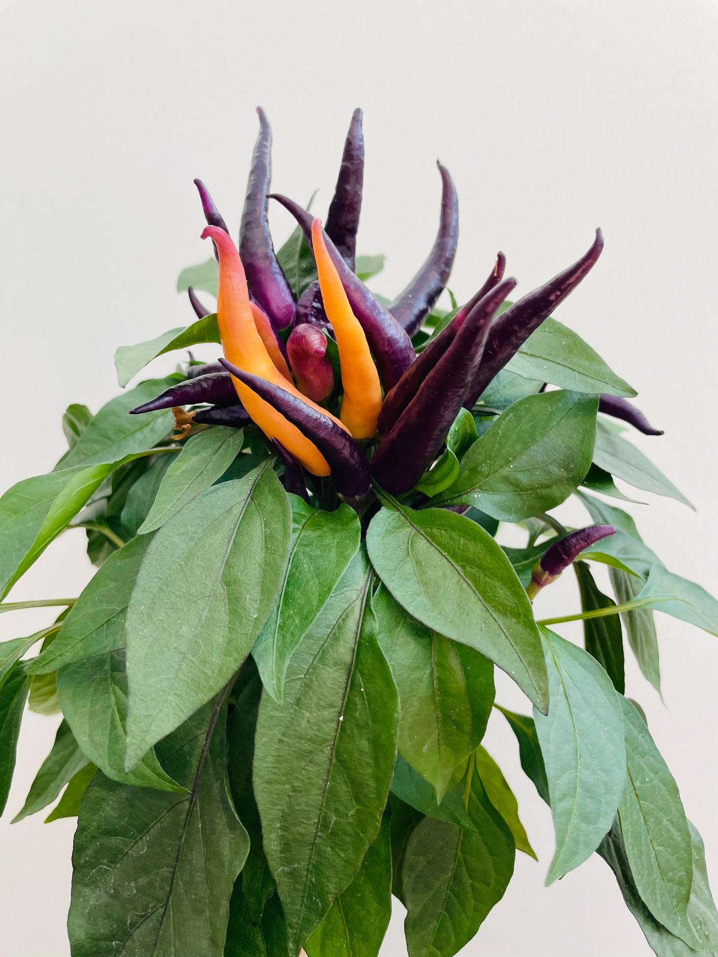 Bilde av Capsicum ‘Maya Caramba’-Spanne Plantesalg