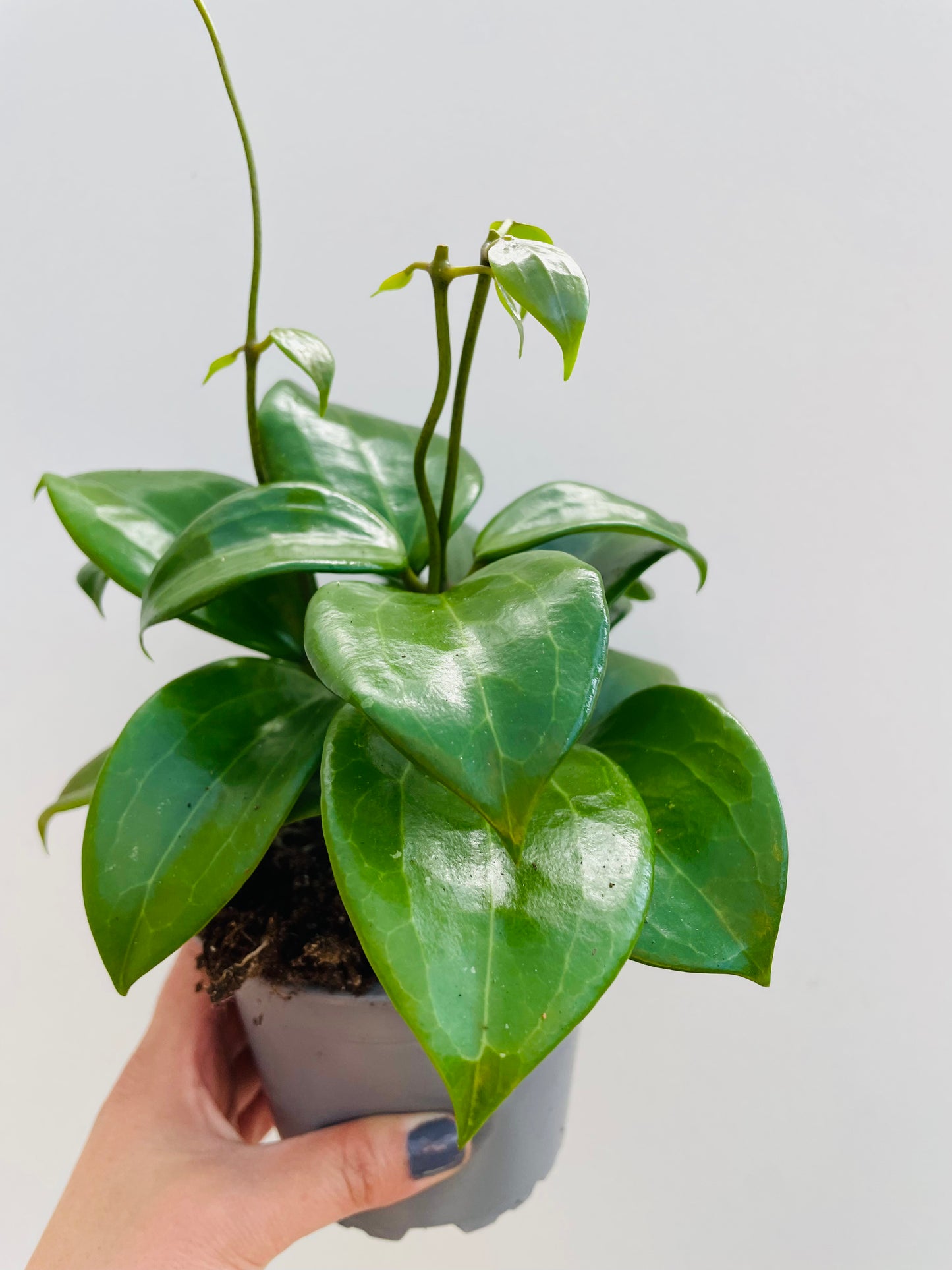 Bilde av Hoya quinquenervia-Spanne Plantesalg