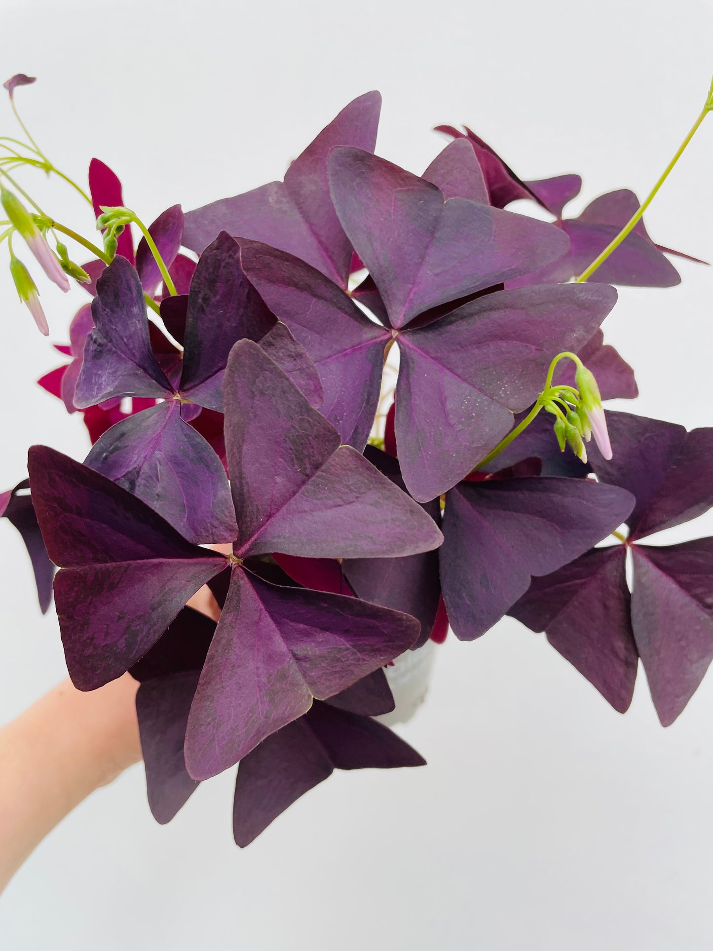 Bilde av Oxalis triangularis-Spanne Plantesalg