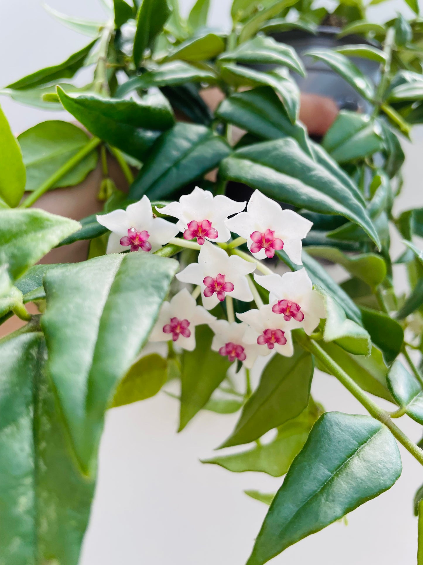 Bilde av Hoya bella-Spanne Plantesalg