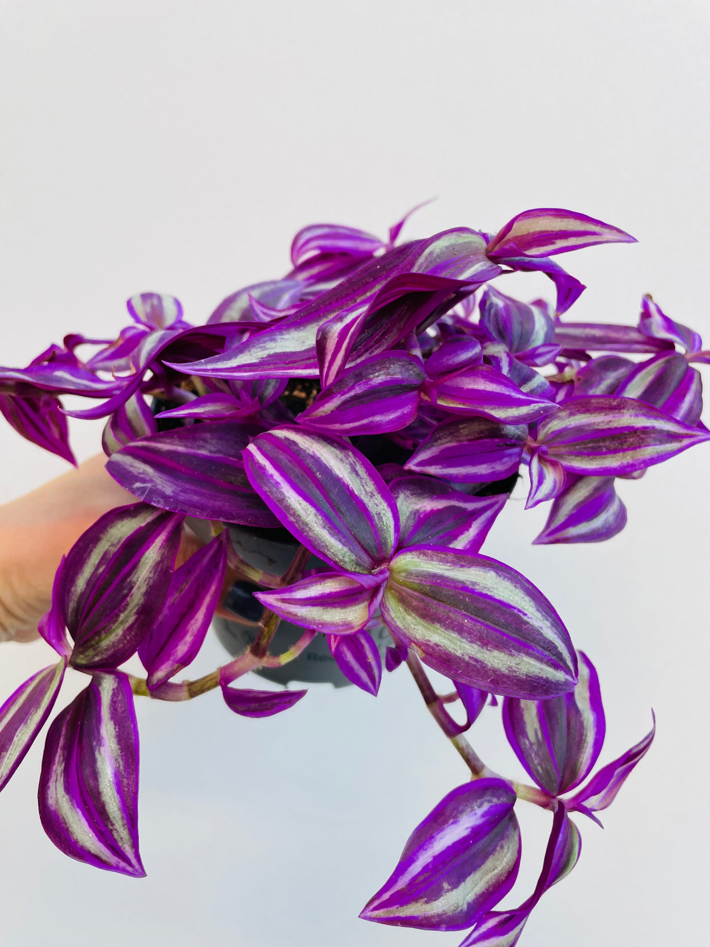 Bilde av Tradescantia ‘Pink Paradise’-Spanne Plantesalg