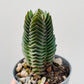 Bilde av Crassula pyramidalis 6 cm potte-Spanne Plantesalg