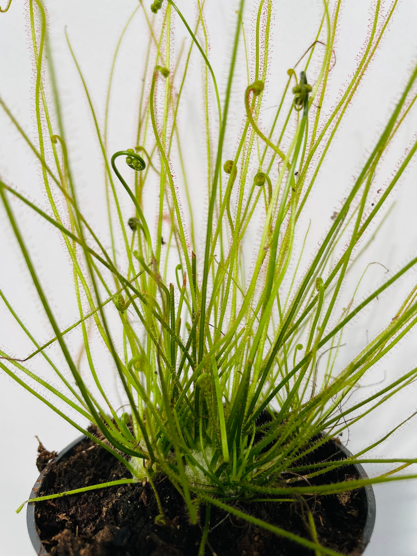 Drosera filiformis