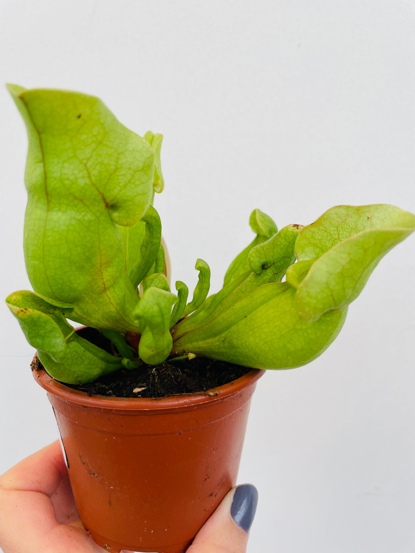 Bilde av Sarracenia venosa ‘Green’-Spanne Plantesalg