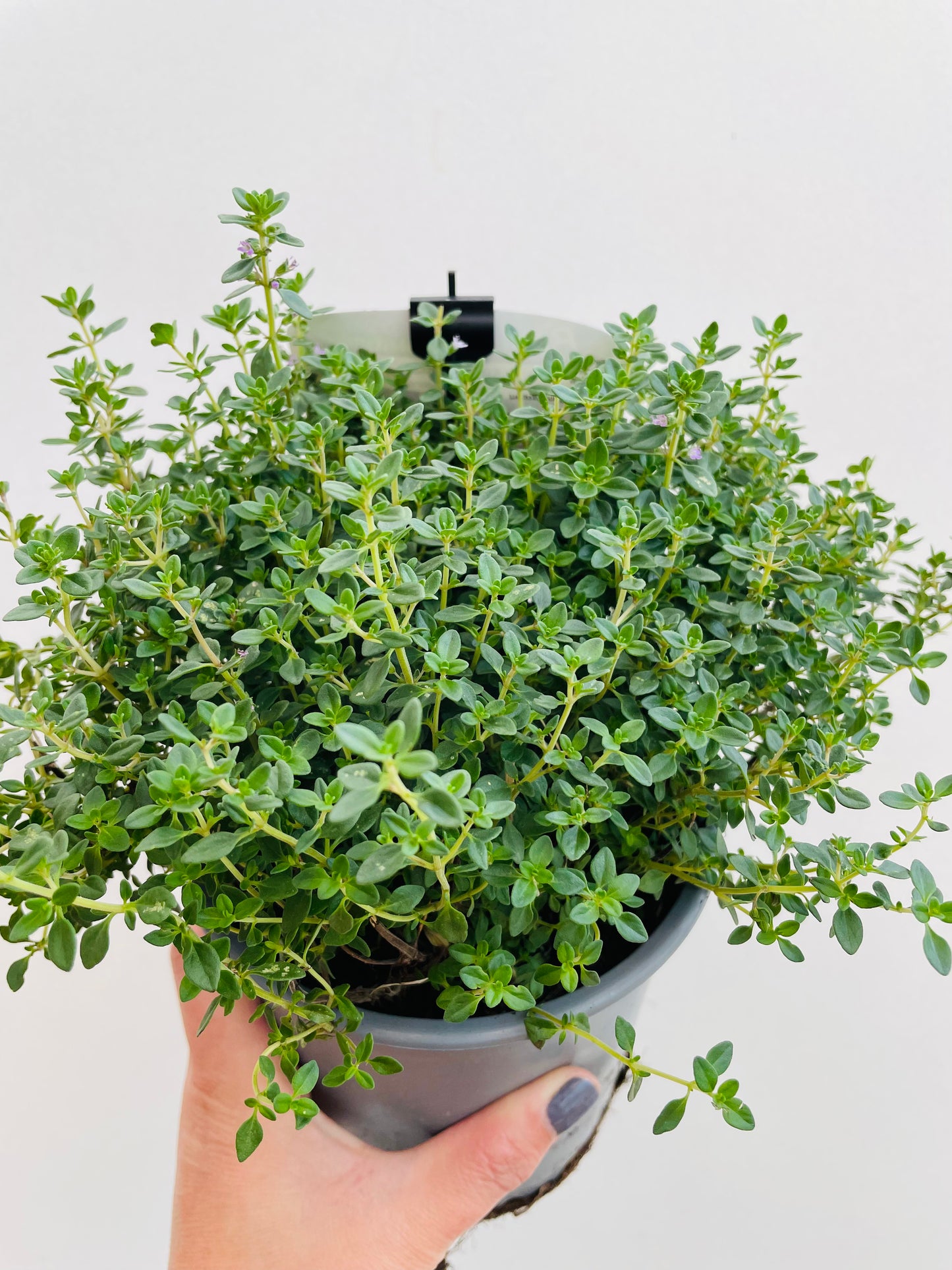 Bilde av Thymus citrodorus-Spanne Plantesalg