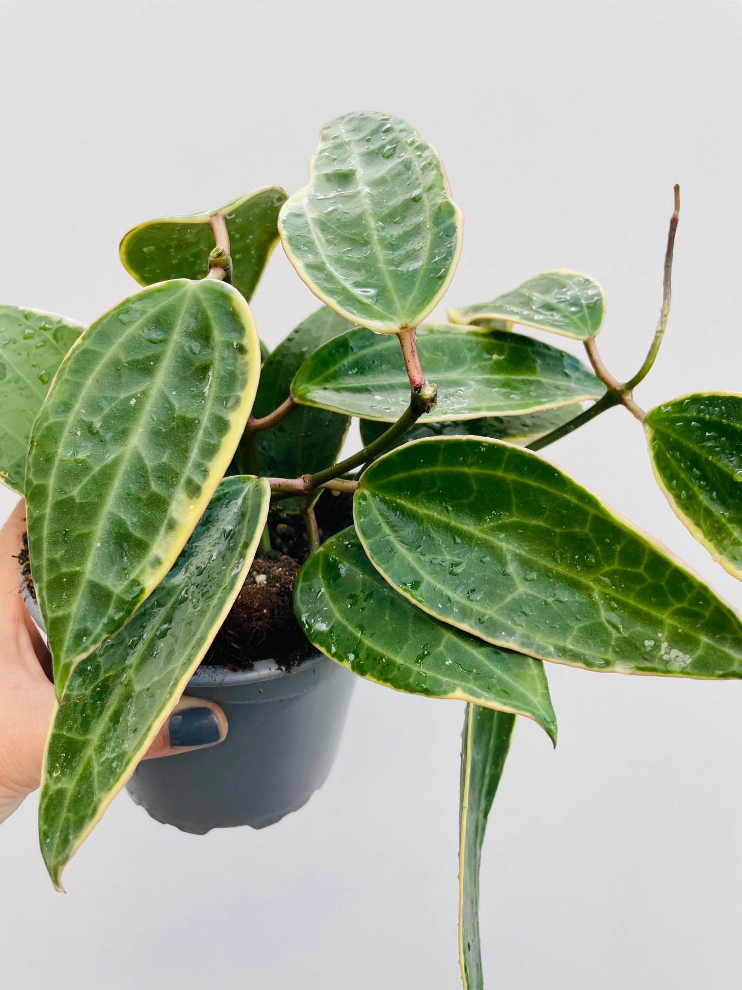 Bilde av Hoya macrophylla albomarginata-Spanne Plantesalg