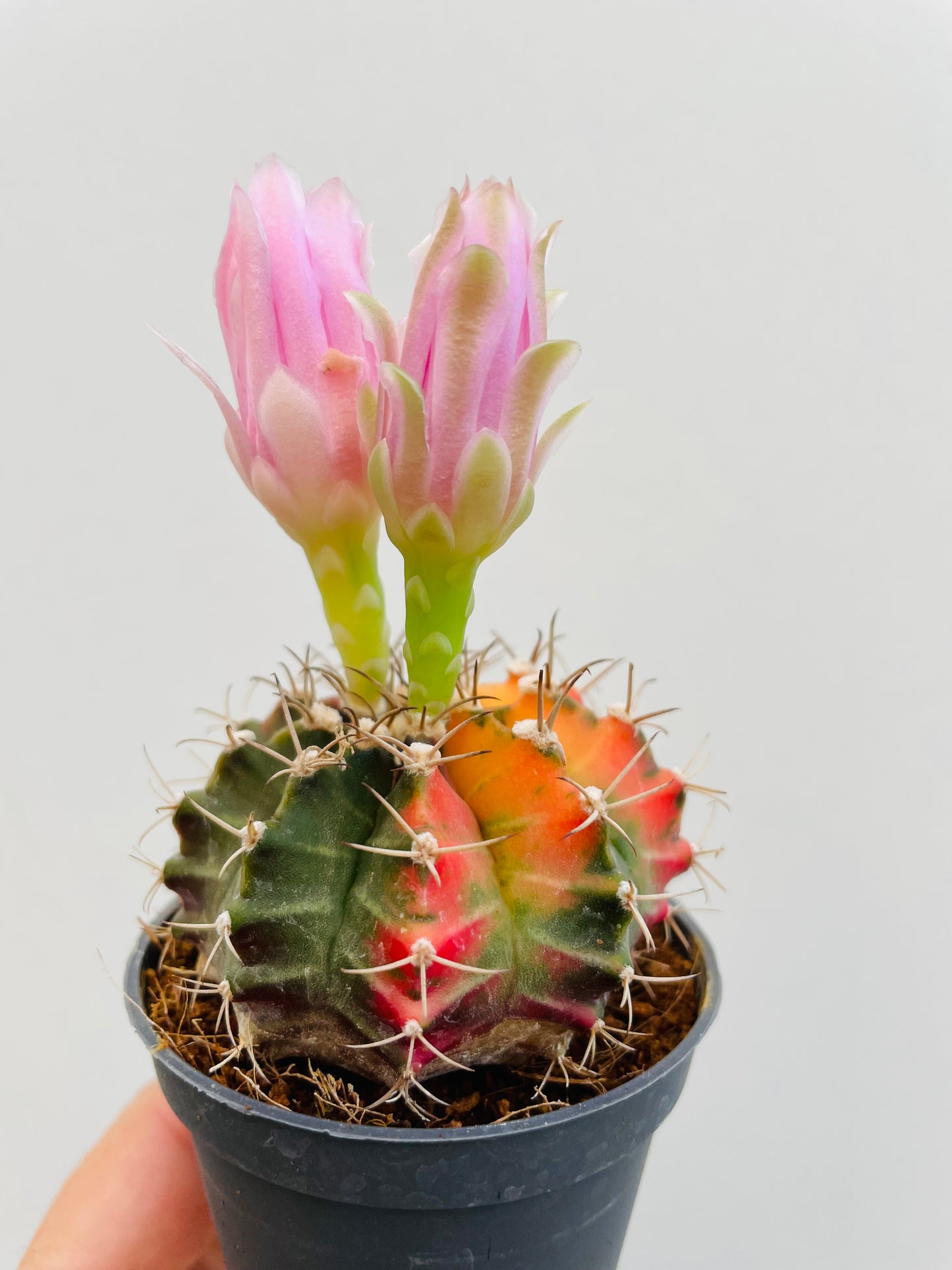 Bilde av Gymnocalycium mihanovichii variegata-Spanne Plantesalg