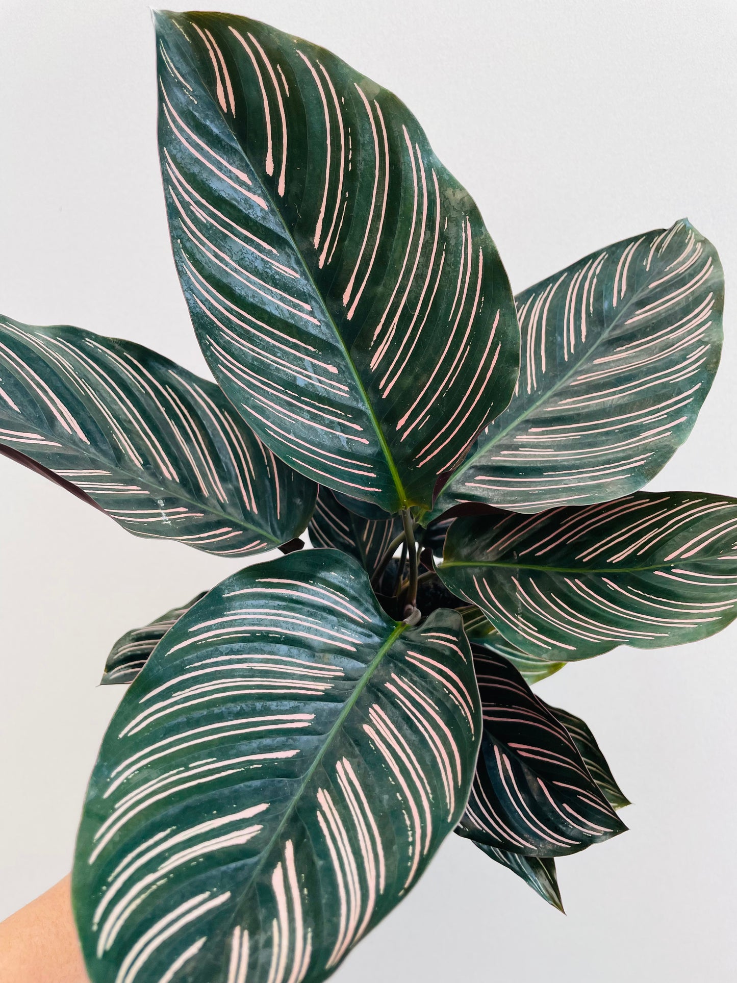 Bilde av Calathea ornata sanderiana-Spanne Plantesalg
