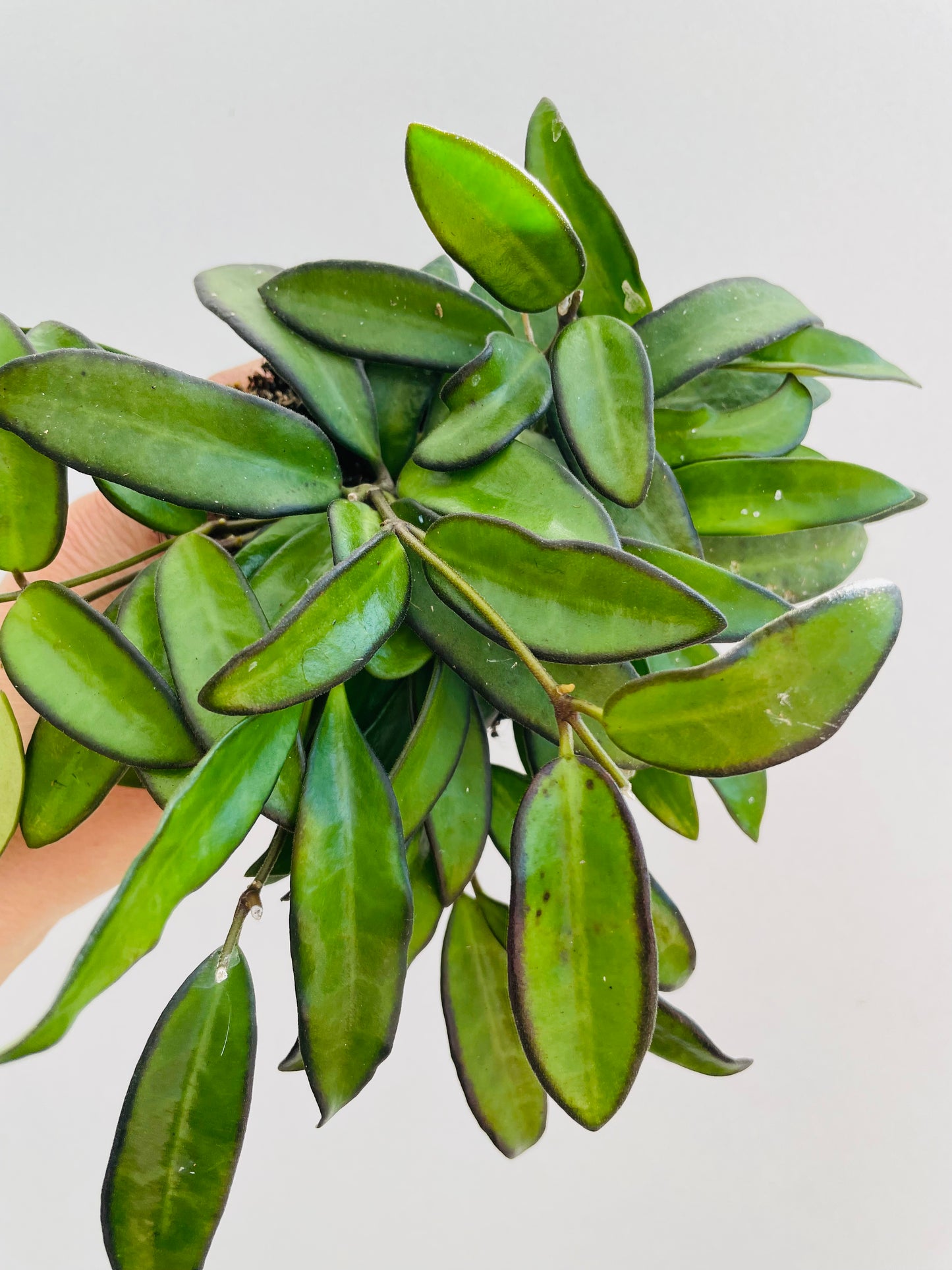 Bilde av Hoya ‘Rosita’-Spanne Plantesalg