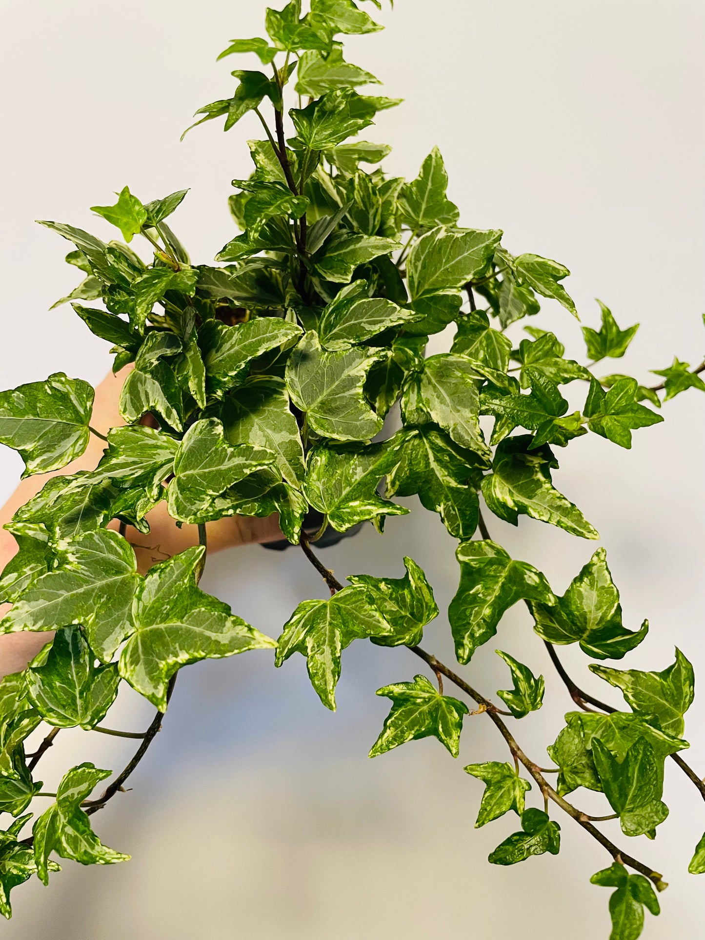 Bilde av Hedera helix ‘Broget’-Spanne Plantesalg