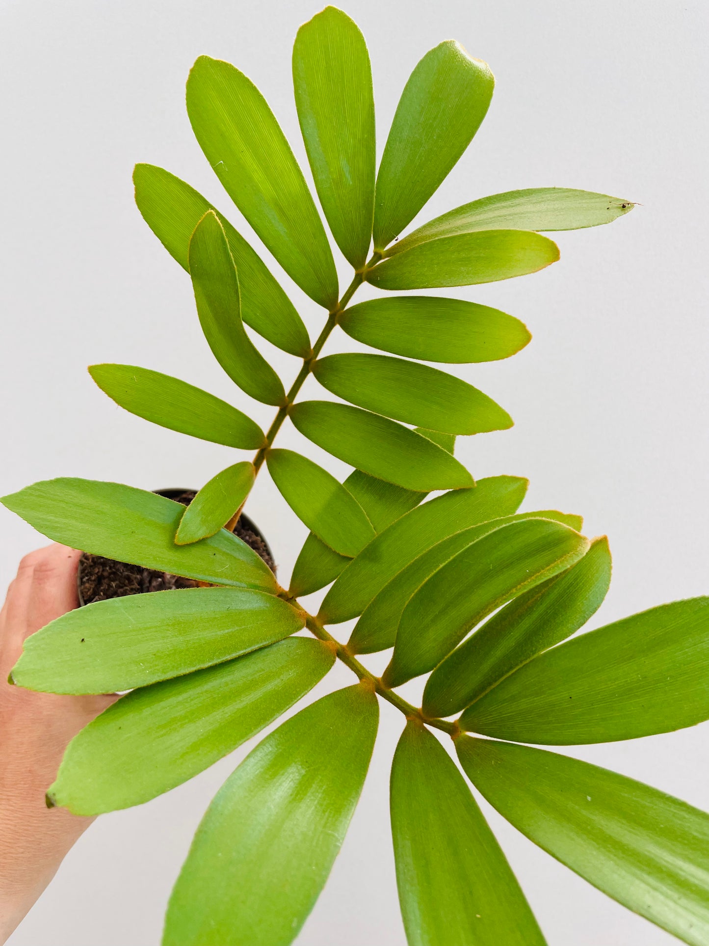 Bilde av Zamia furfuracea-Spanne Plantesalg