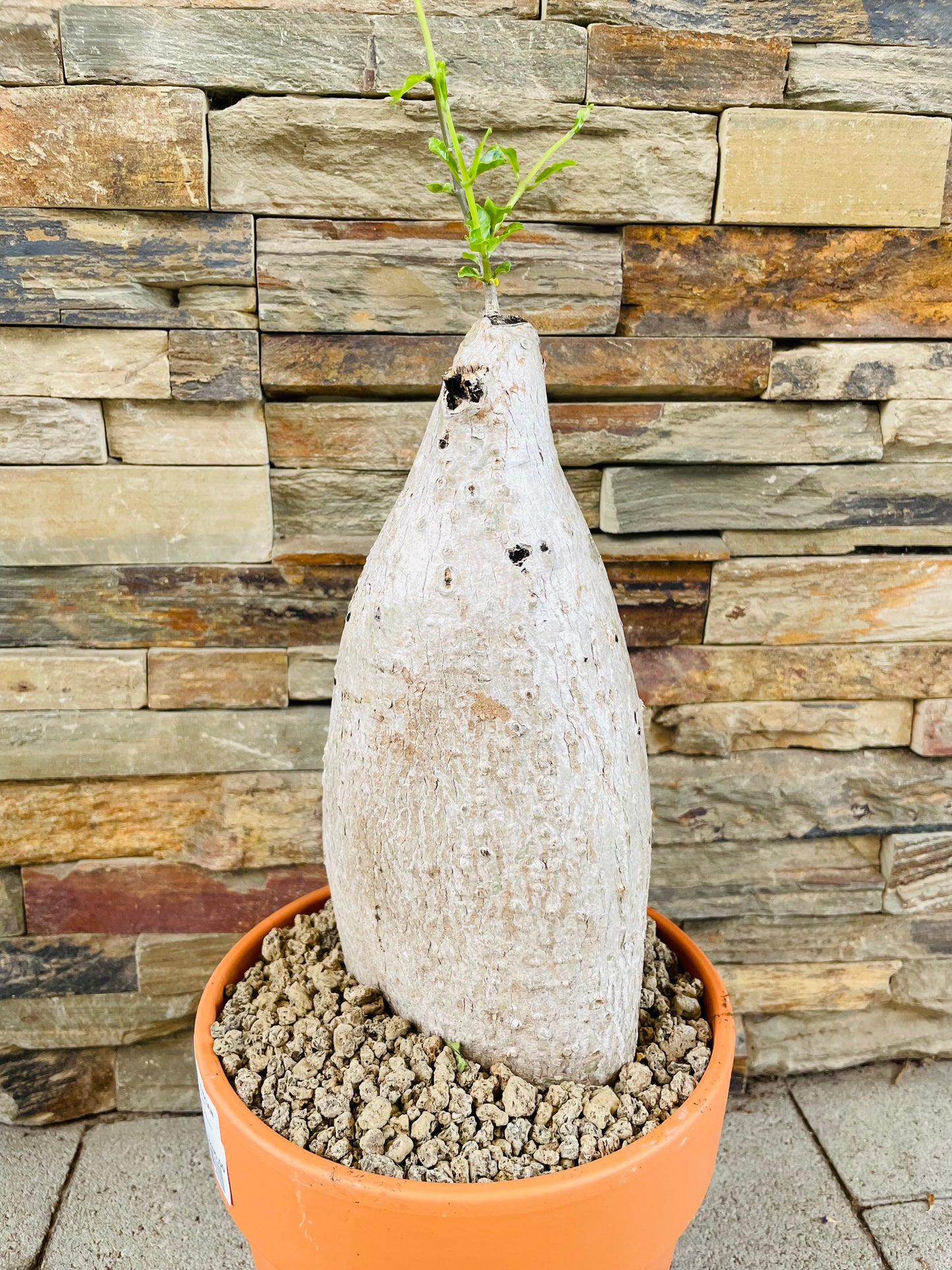 Bilde av Fockea edulis ‘South African Pride’-Spanne Plantesalg