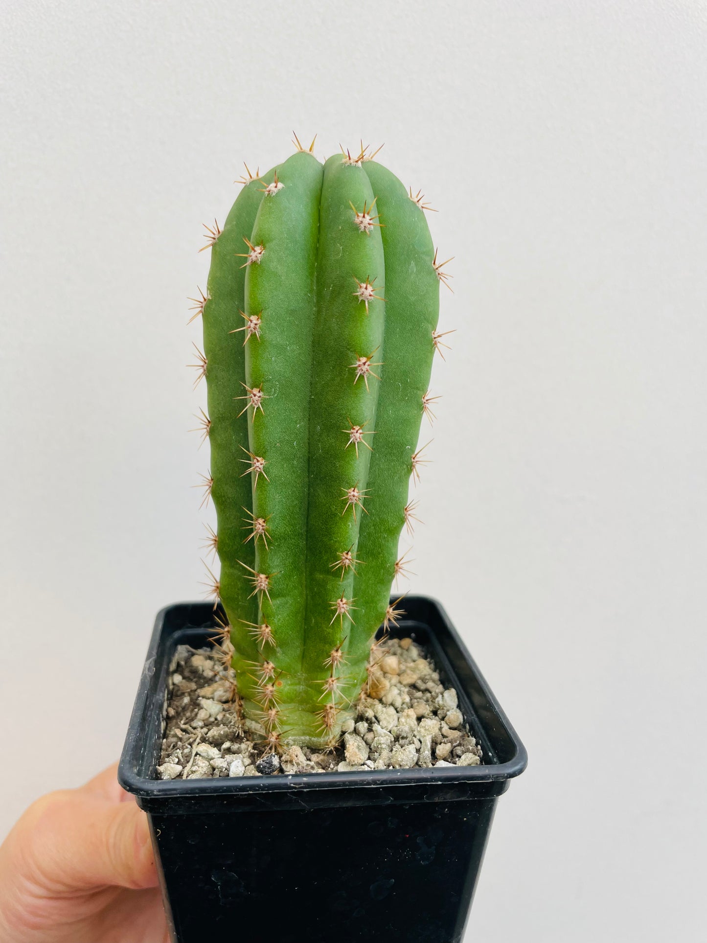 Bilde av Trichocereus sp. 1-Spanne Plantesalg