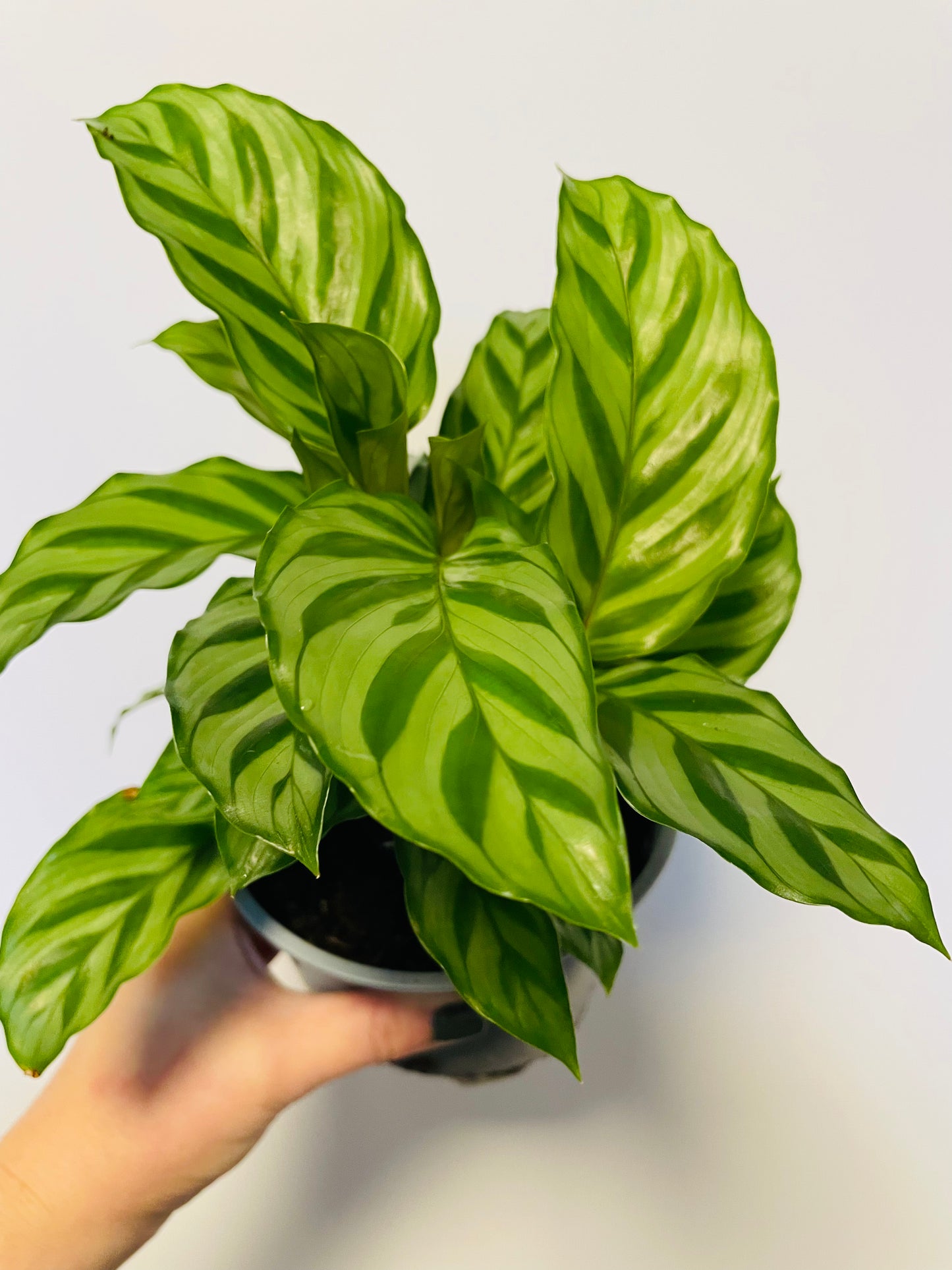 Bilde av Calathea ‘Freddie’-Spanne Plantesalg